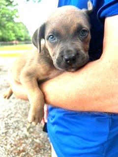 Two Sibling 10 weeks old 10 pounds in Loving Foster Home More to Come!