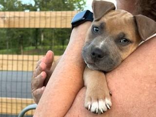 Two Sibling 10 weeks old 10 pounds in Loving Foster Home More to Come!