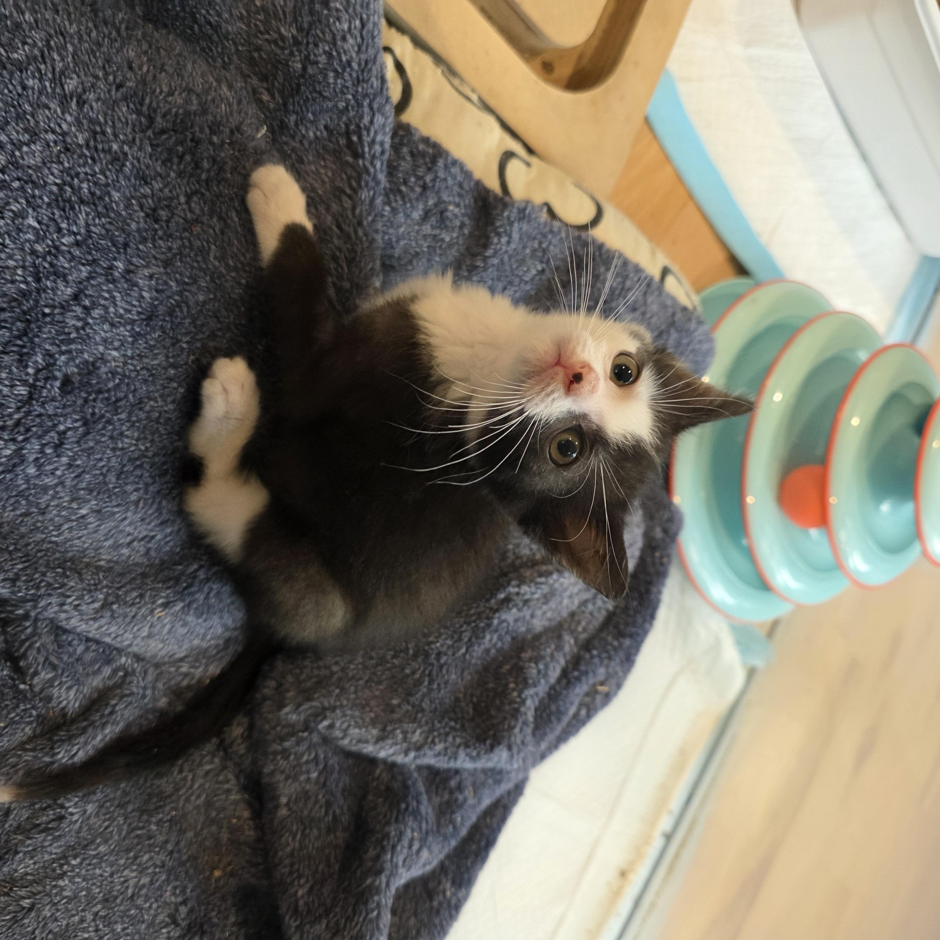 Enlarge Beth, a Adoptable mixed breed in Moriches, NY image 4/5