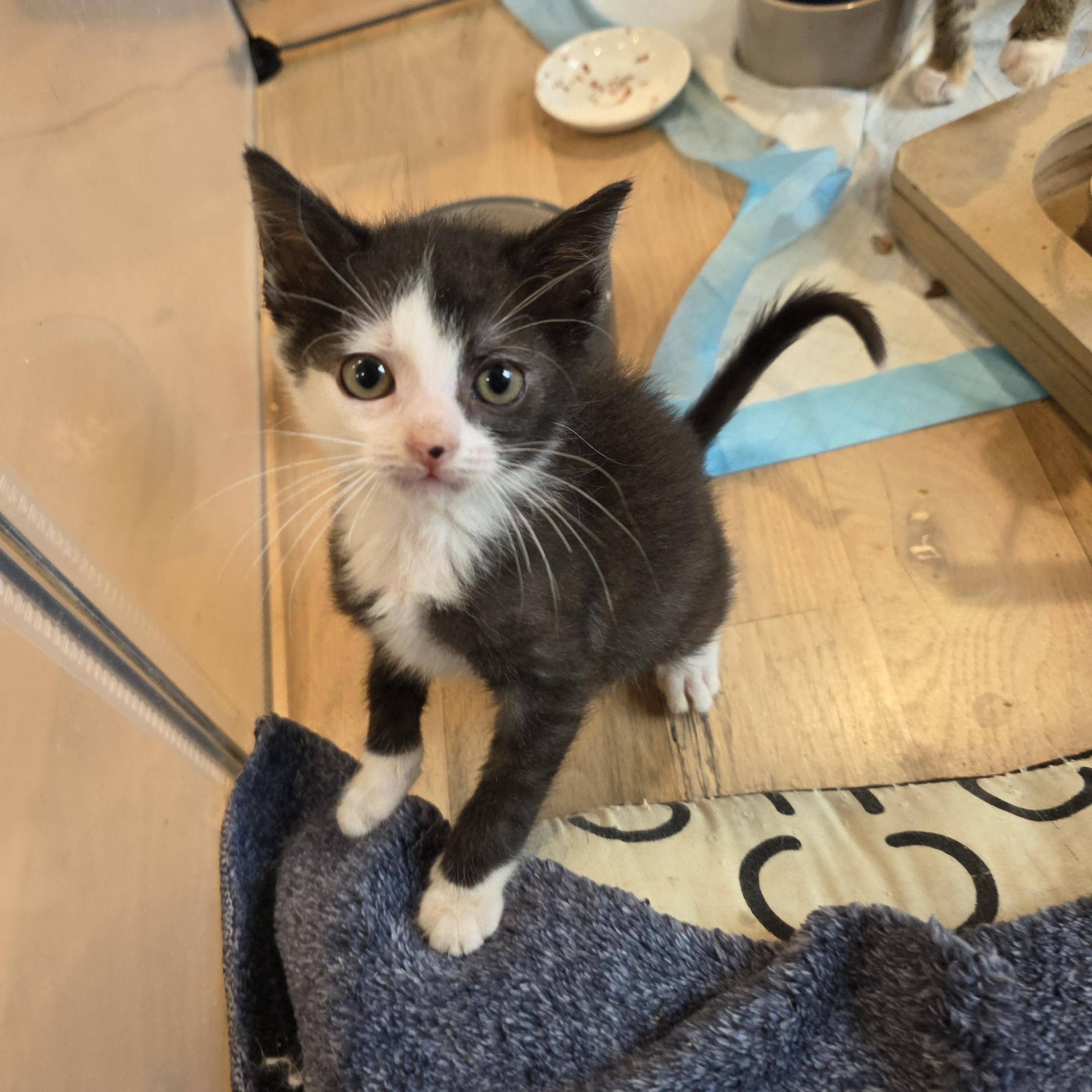 Beth, Adoptable, Kitten Female Tuxedo & Domestic Medium Hair.