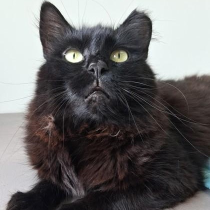 Paisley, Adopted, Adult Female Domestic Long Hair.