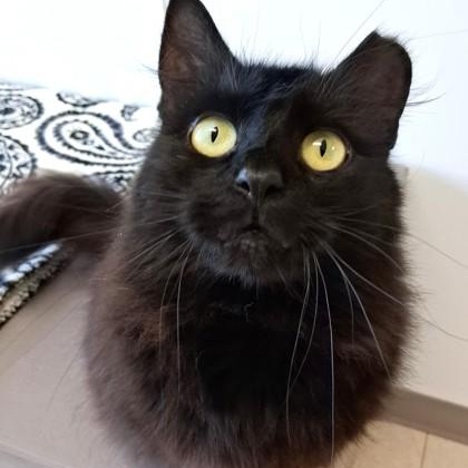 Enlarge Paisley, a Adopted Domestic Long Hair in Belmont, NY image 6/6