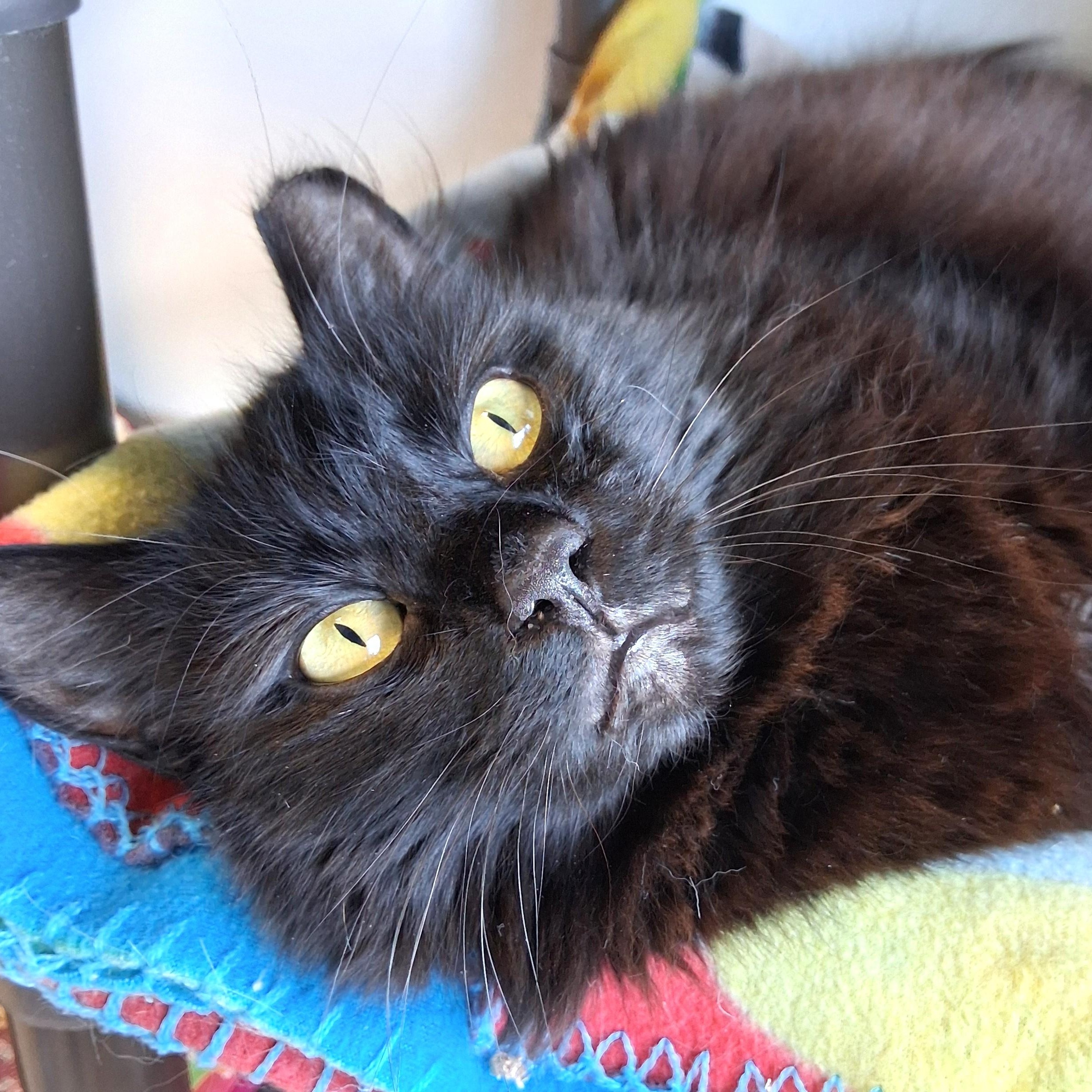 Enlarge Paisley, a Adopted Domestic Long Hair in Belmont, NY image 4/6