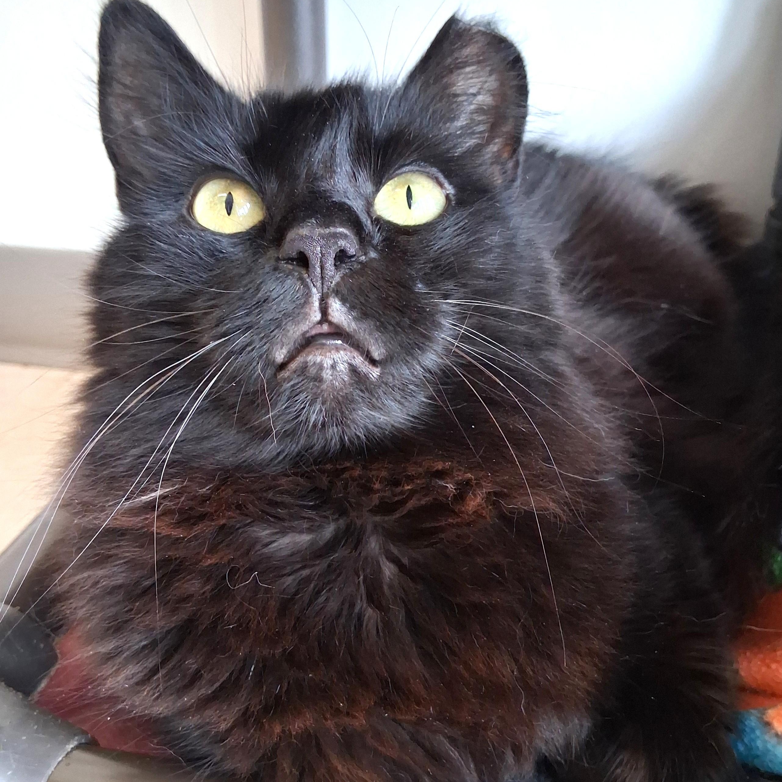 Enlarge Paisley, a Adopted Domestic Long Hair in Belmont, NY image 2/6