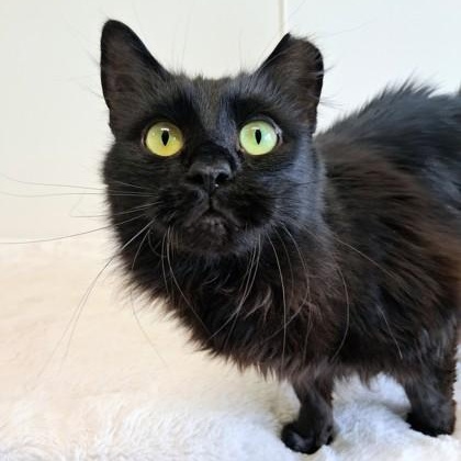 Enlarge Paisley, a Adopted Domestic Long Hair in Belmont, NY image 5/6