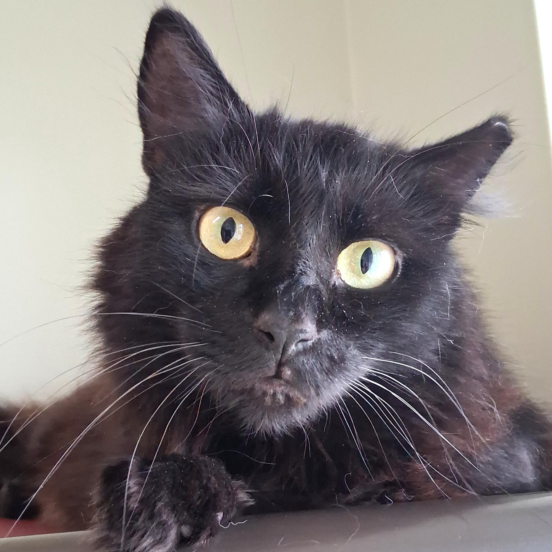 Enlarge Paisley, a Adopted Domestic Long Hair in Belmont, NY image 3/6