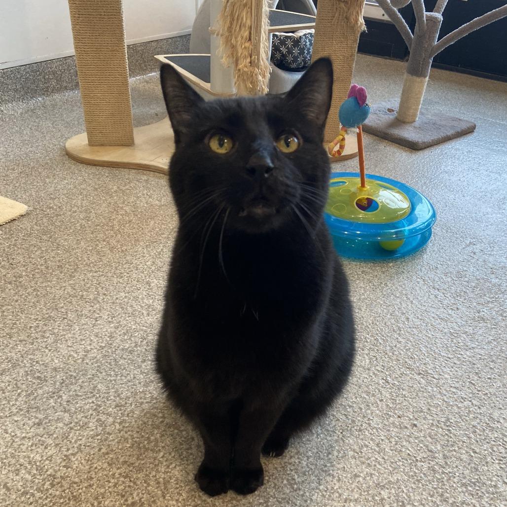 Fletcher, Adoptable, Senior Male Domestic Short Hair.