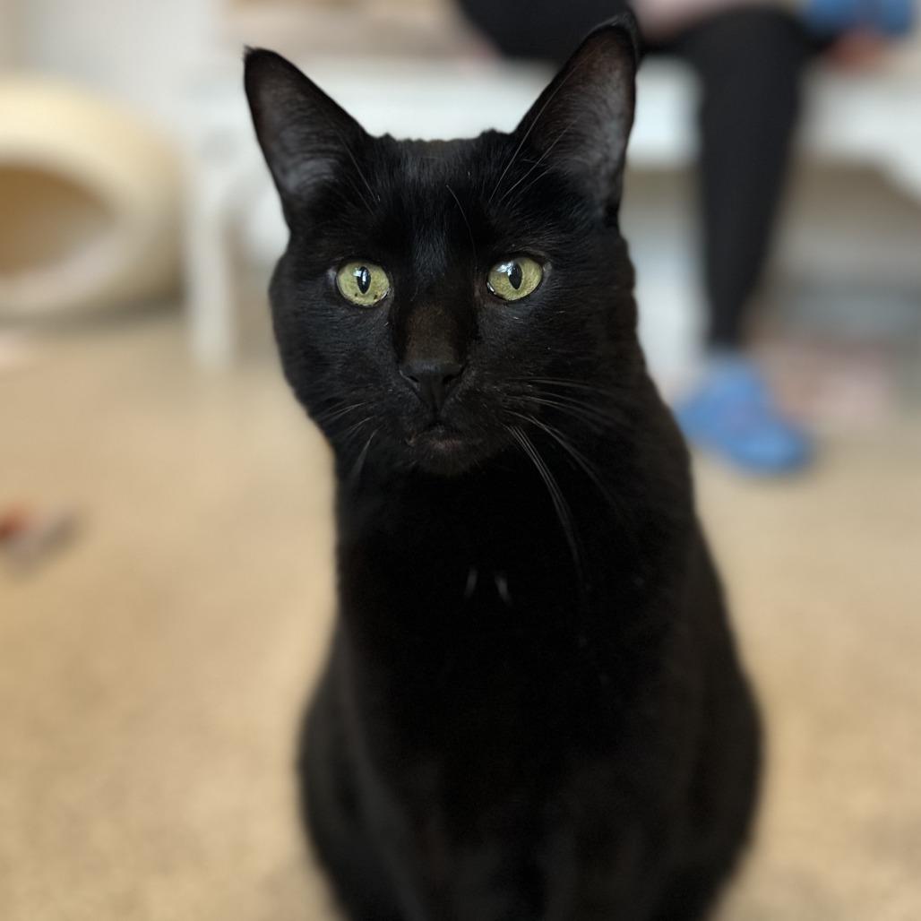 Enlarge Fletcher, a Adoptable Domestic Short Hair in Washington Township, OH image 2/4