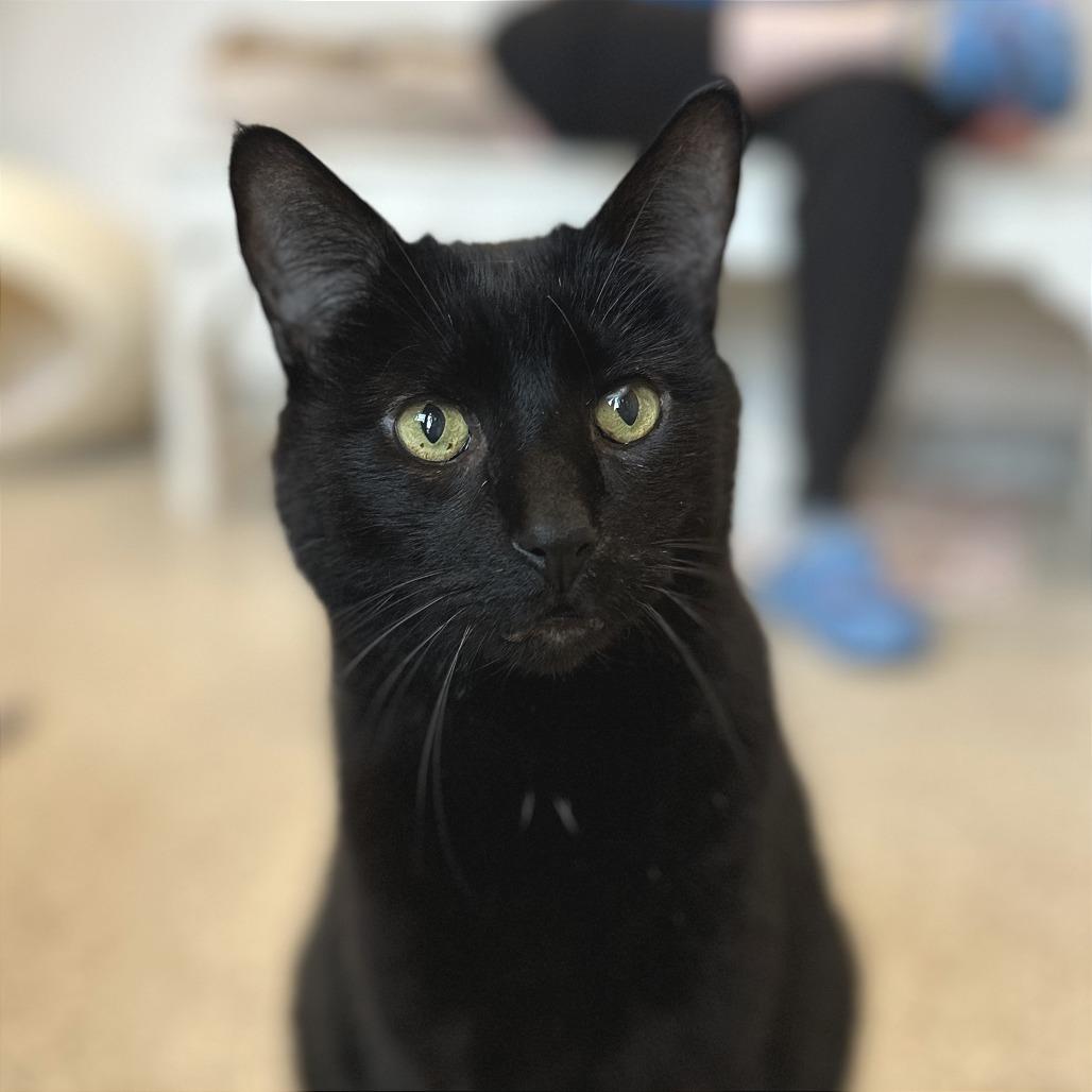 Enlarge Fletcher, a Adoptable Domestic Short Hair in Washington Township, OH image 3/4