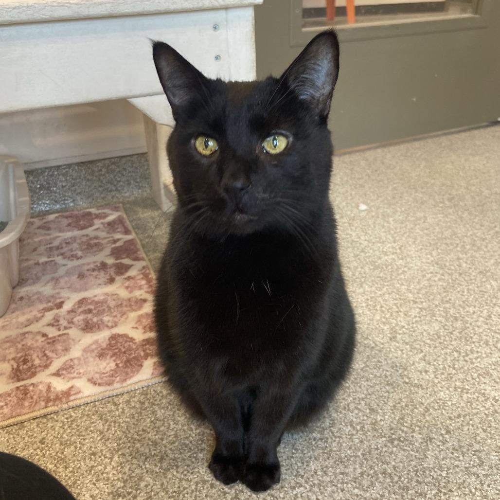 Enlarge Fletcher, a Adoptable Domestic Short Hair in Washington Township, OH image 4/4