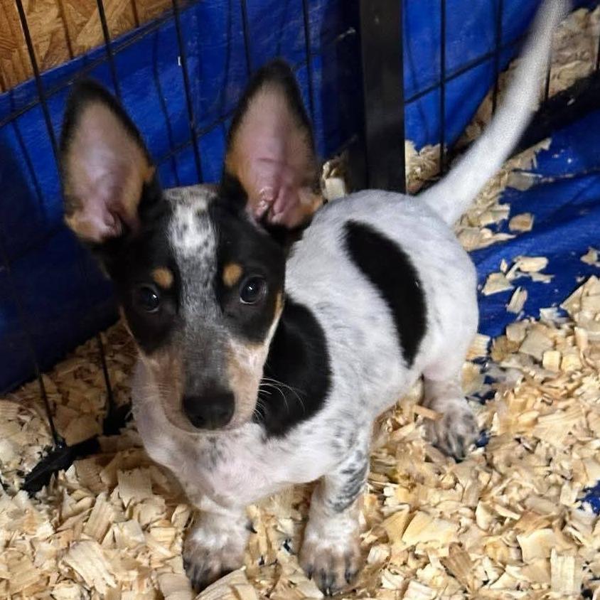 ALDERAAN, Adoptable, Puppy Male Chihuahua & Parson Russell Terrier.