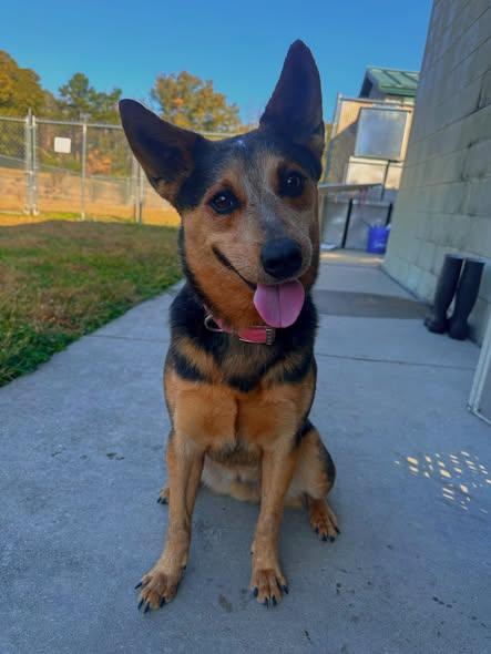 Legend, Adoptable, Young Male Australian Cattle Dog / Blue Heeler.