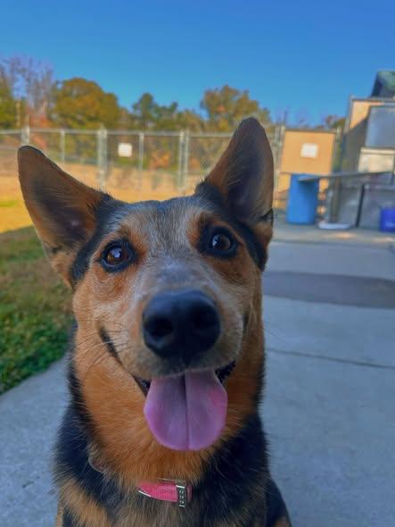 Legend, a Adoptable Australian Cattle Dog / Blue Heeler in Jackson, MS image 2/3