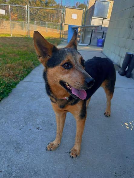 Legend, a Adoptable Australian Cattle Dog / Blue Heeler in Jackson, MS image 3/3