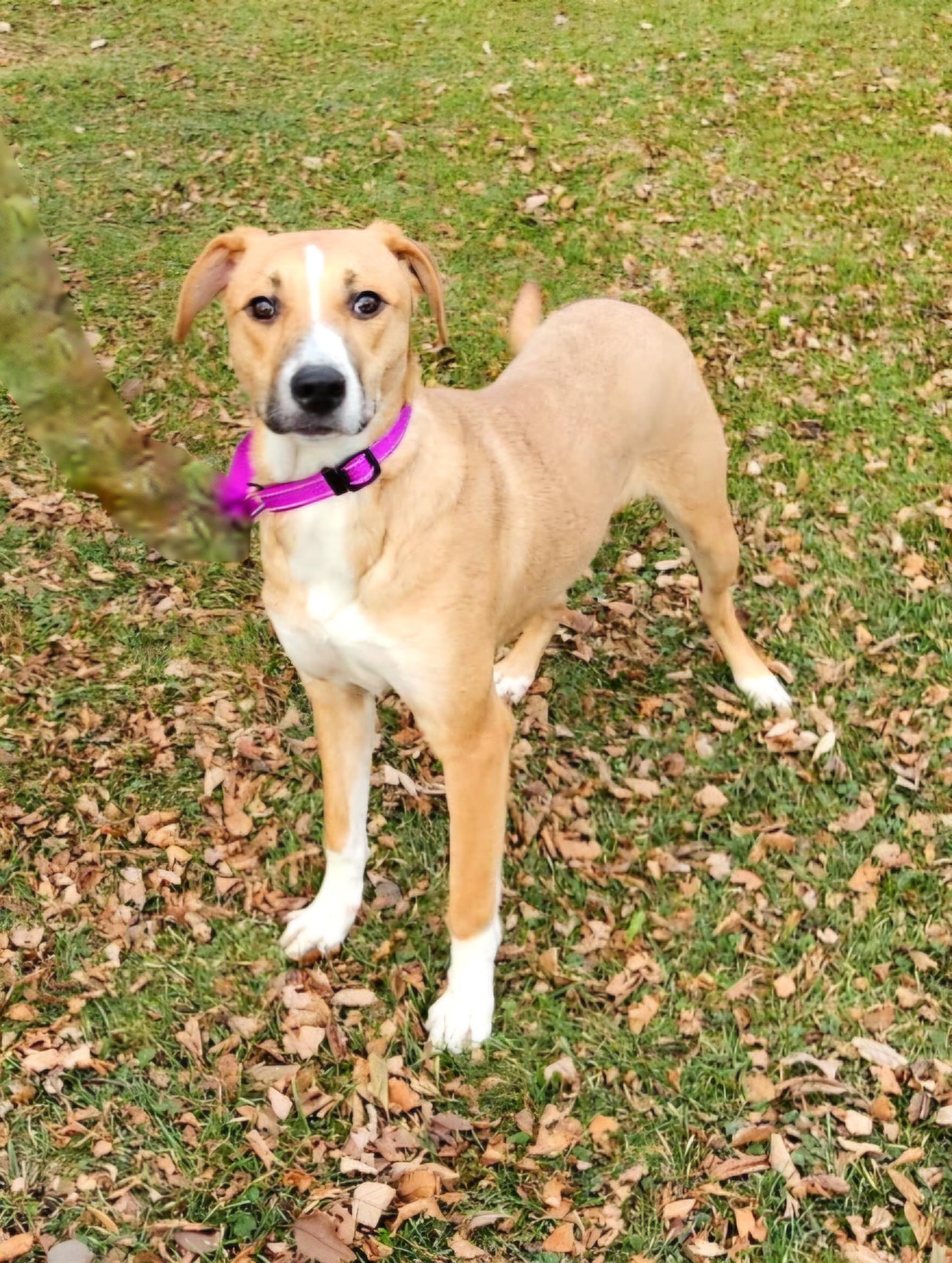 Enlarge Shirley, a ADOPTABLE Mixed Breed in Arlington Heights, IL image 3/4
