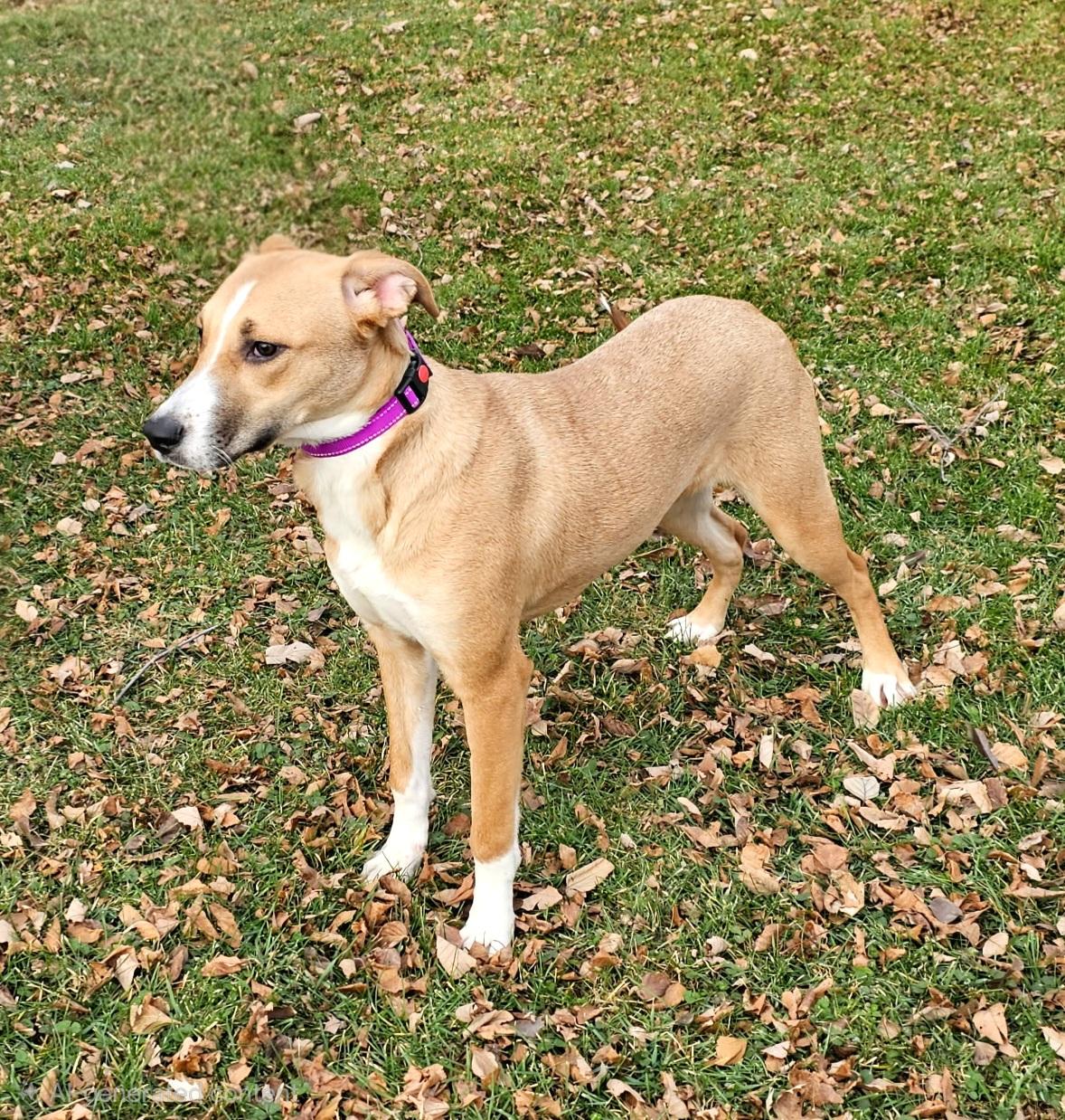 Enlarge Shirley, a ADOPTABLE Mixed Breed in Arlington Heights, IL image 4/4