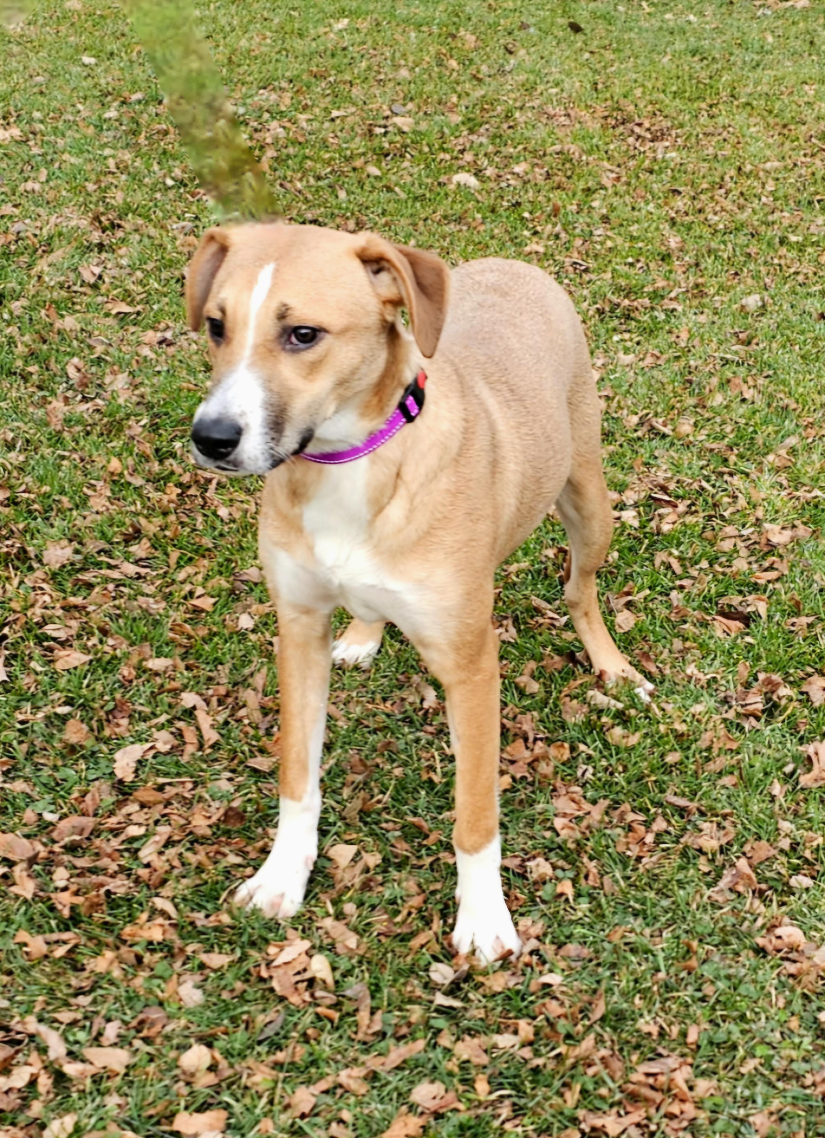 Enlarge Shirley, a ADOPTABLE Mixed Breed in Arlington Heights, IL image 2/4