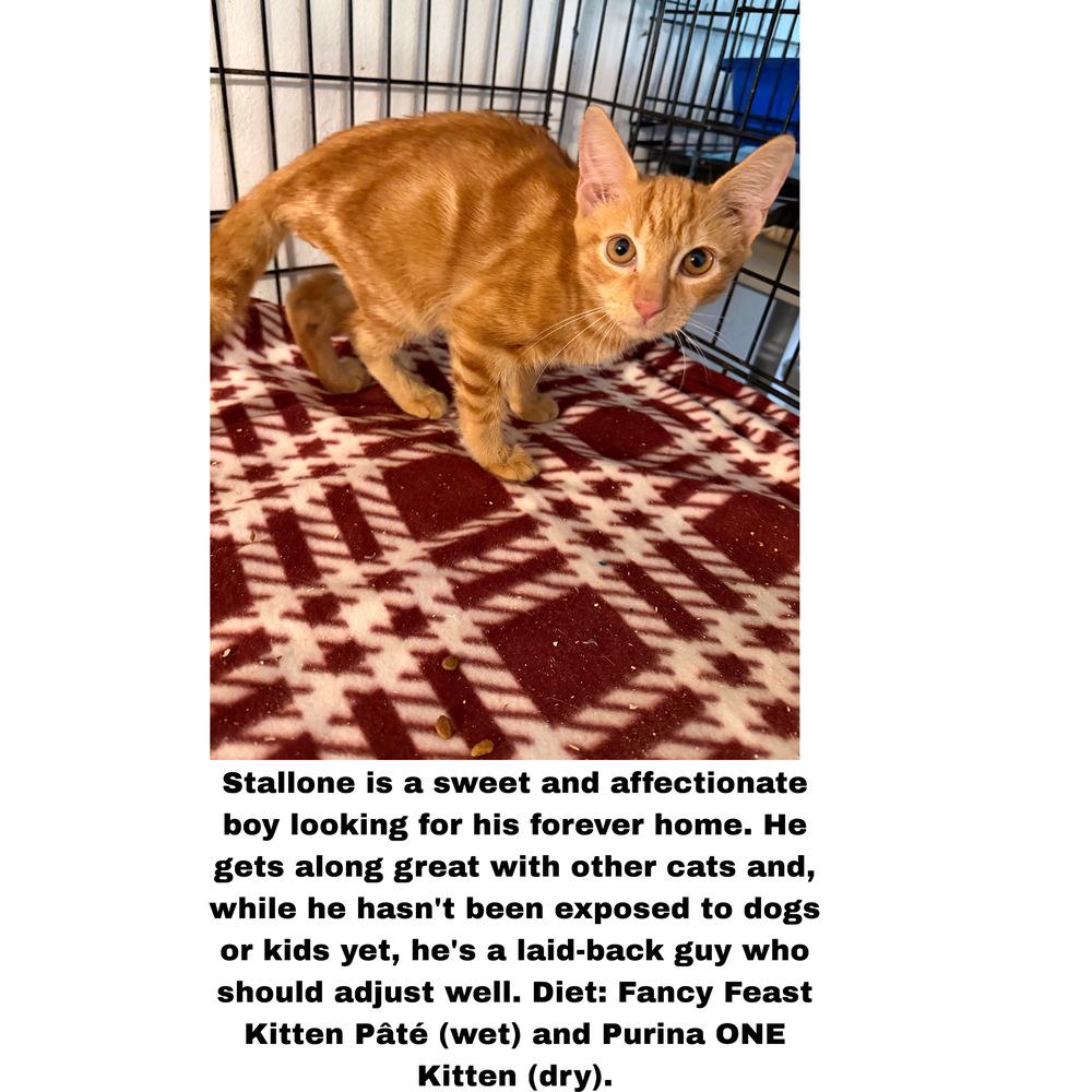 Enlarge Stallone, a Adoptable Domestic Short Hair in Hudson, NH image 1/3