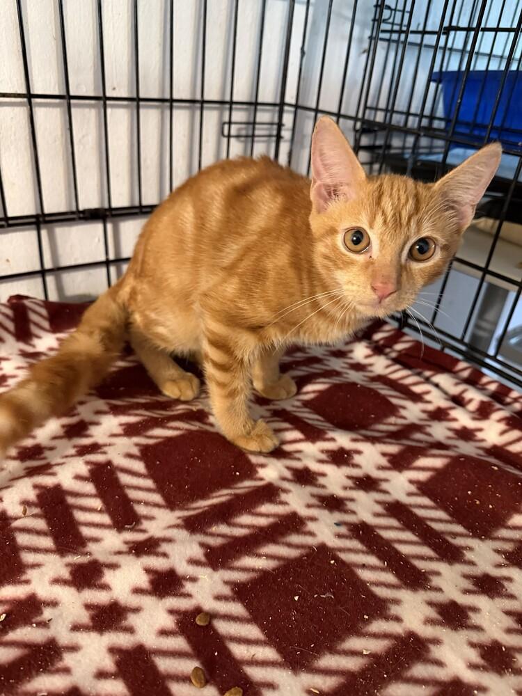 Enlarge Stallone, a Adoptable Domestic Short Hair in Hudson, NH image 2/3