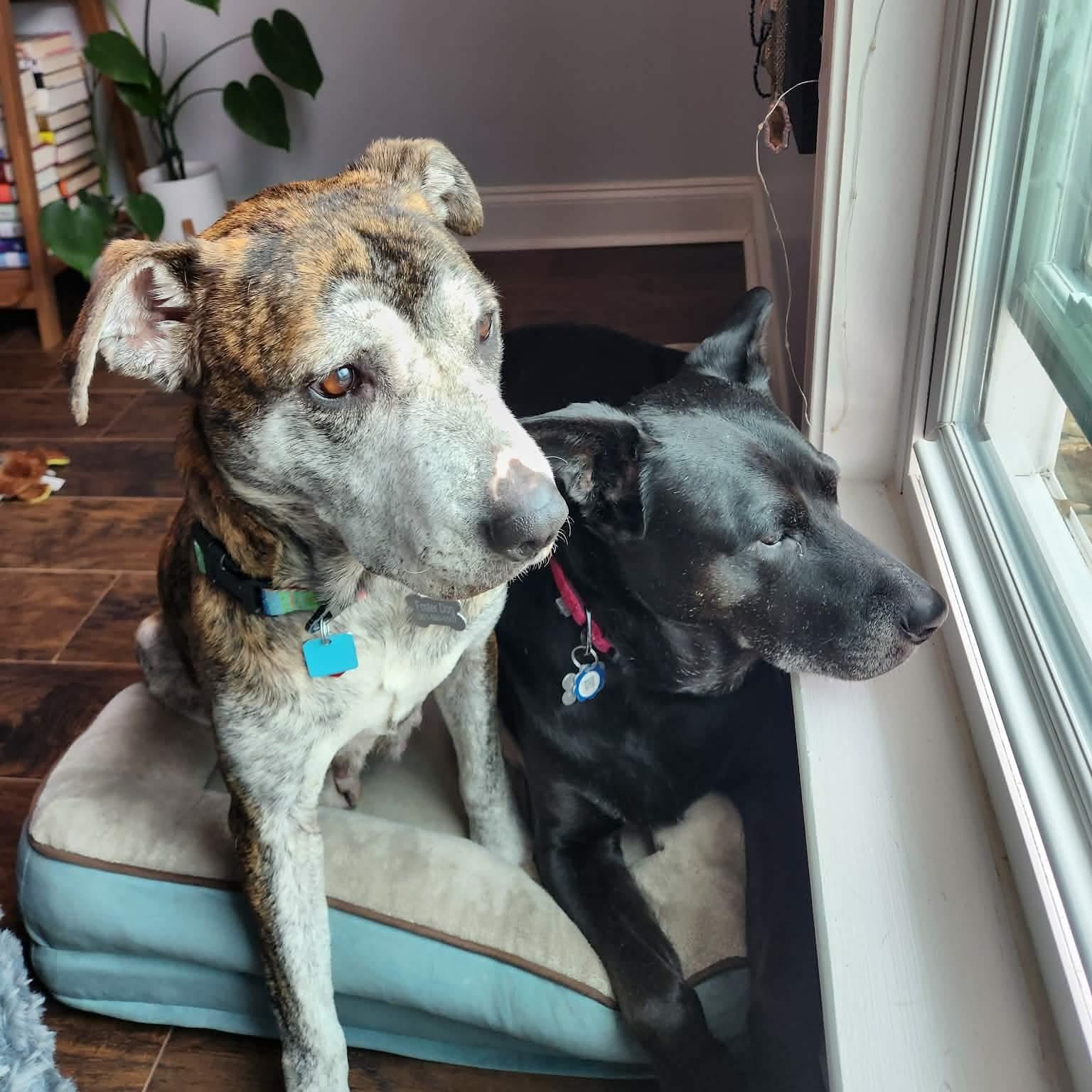 Enlarge Minnie, a ADOPTABLE mixed breed in Brentwood, TN image 2/3