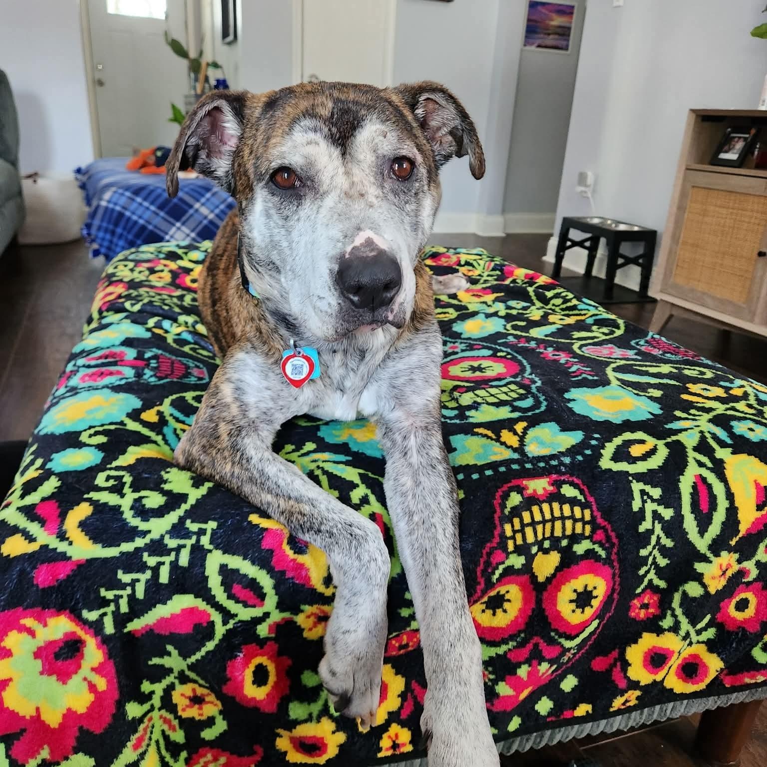 Enlarge Minnie, a ADOPTABLE mixed breed in Brentwood, TN image 1/3