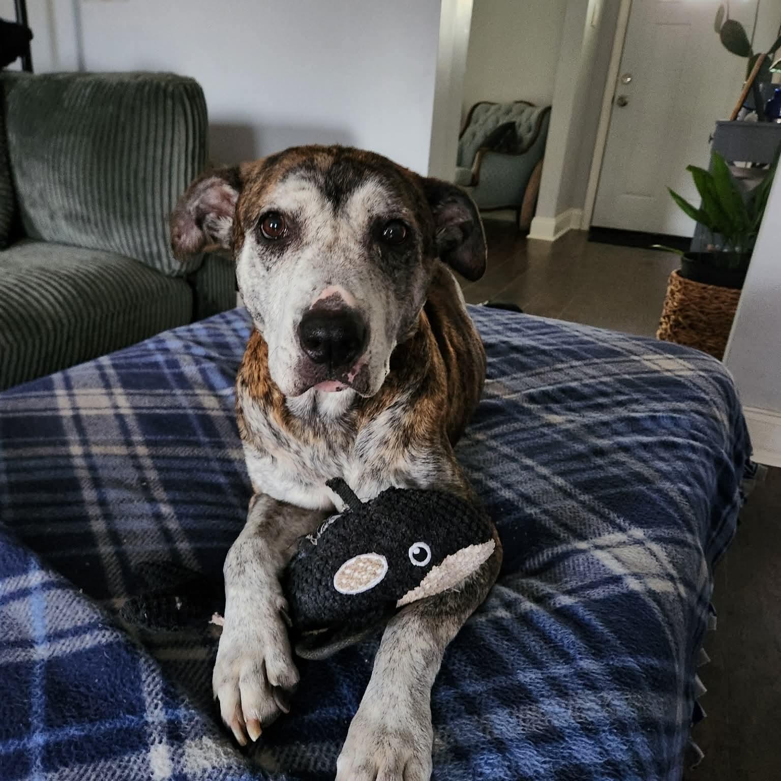 Enlarge Minnie, a ADOPTABLE mixed breed in Brentwood, TN image 3/3