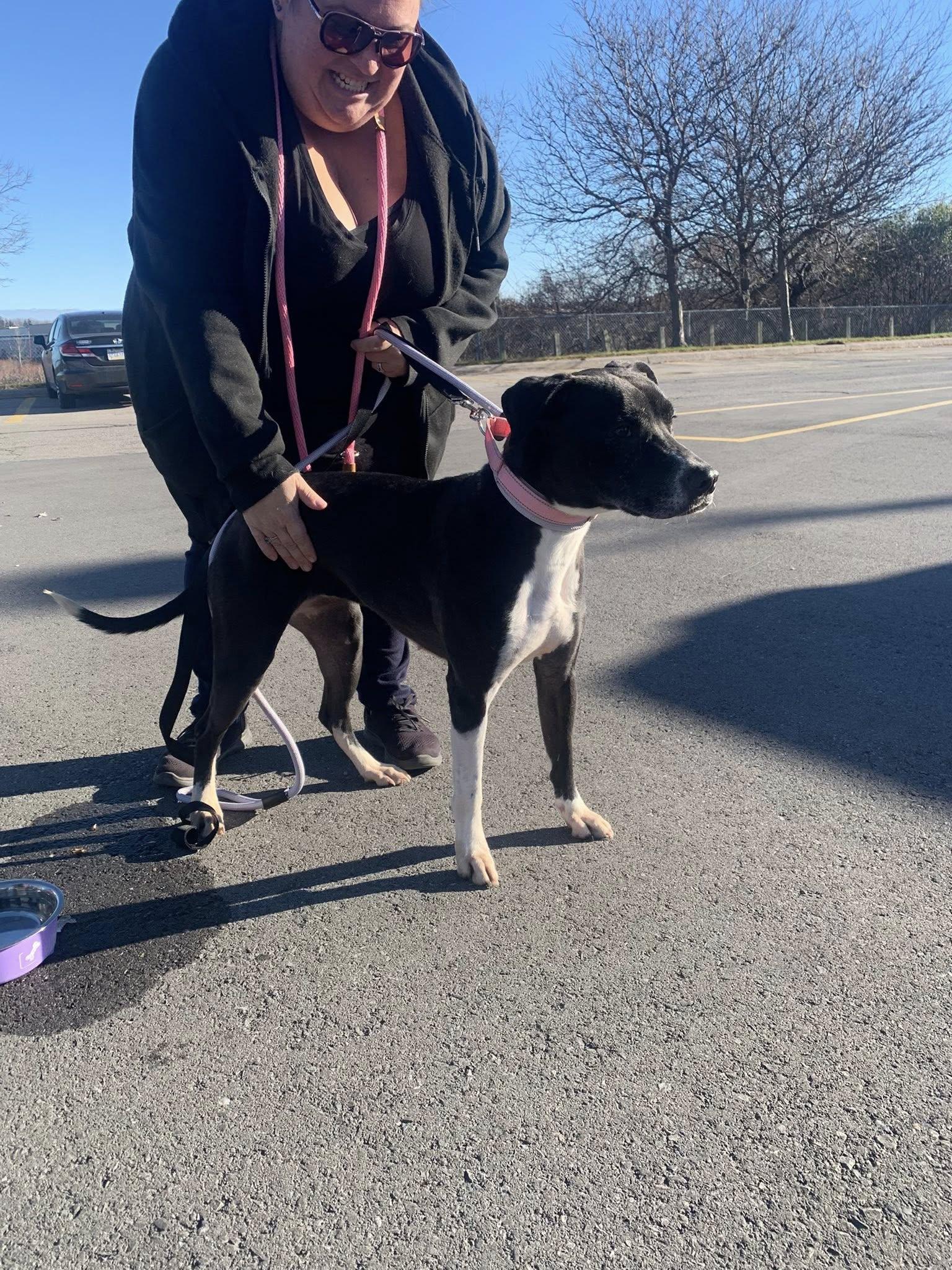 Enlarge Nova, a Adoptable mixed breed in Woodstock, ON image 4/4