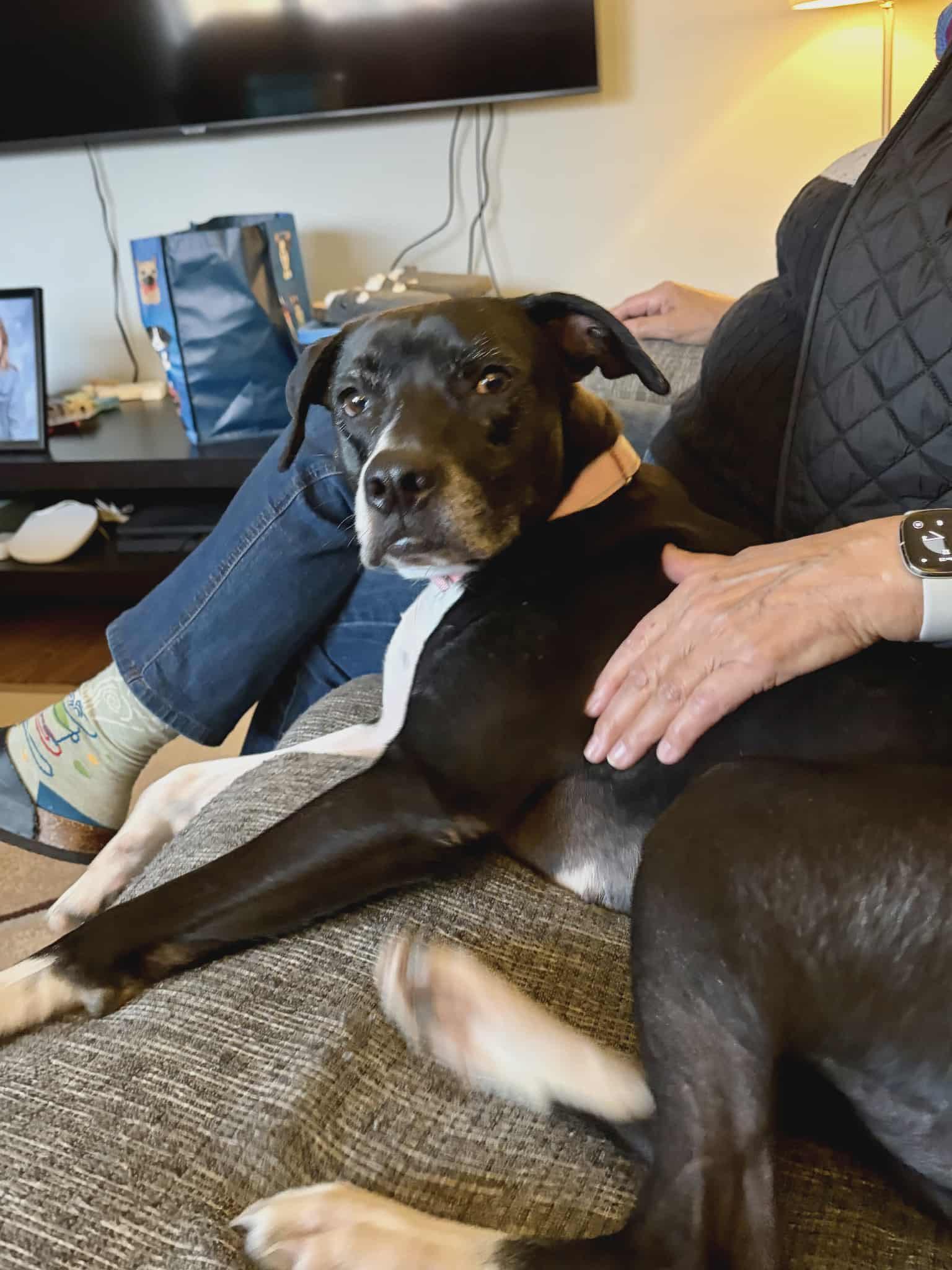 Enlarge Nova, a Adoptable mixed breed in Woodstock, ON image 3/4