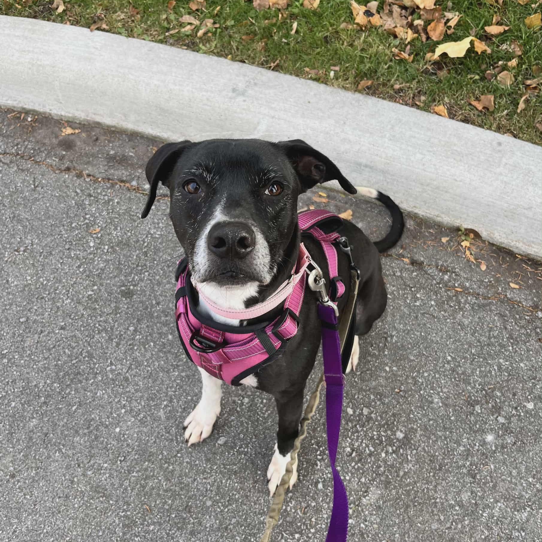 Nova, Adoptable, Adult Female Labrador Retriever.