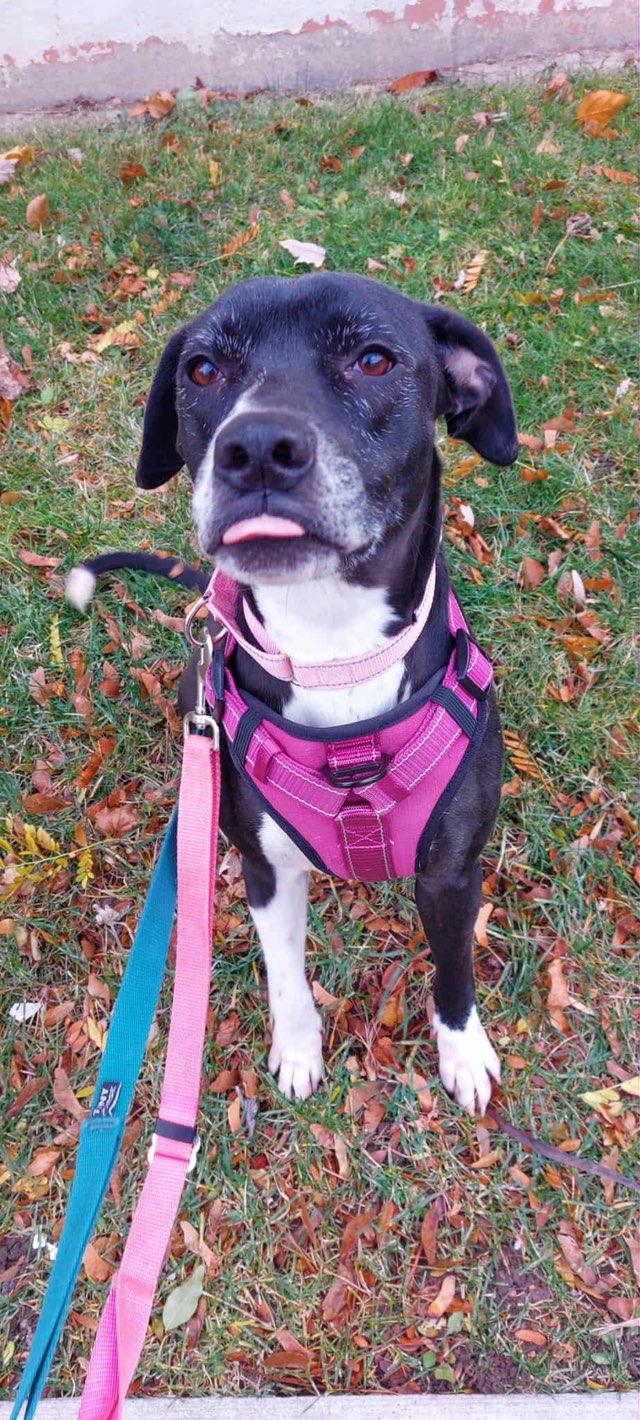 Enlarge Nova, a Adoptable mixed breed in Woodstock, ON image 2/4