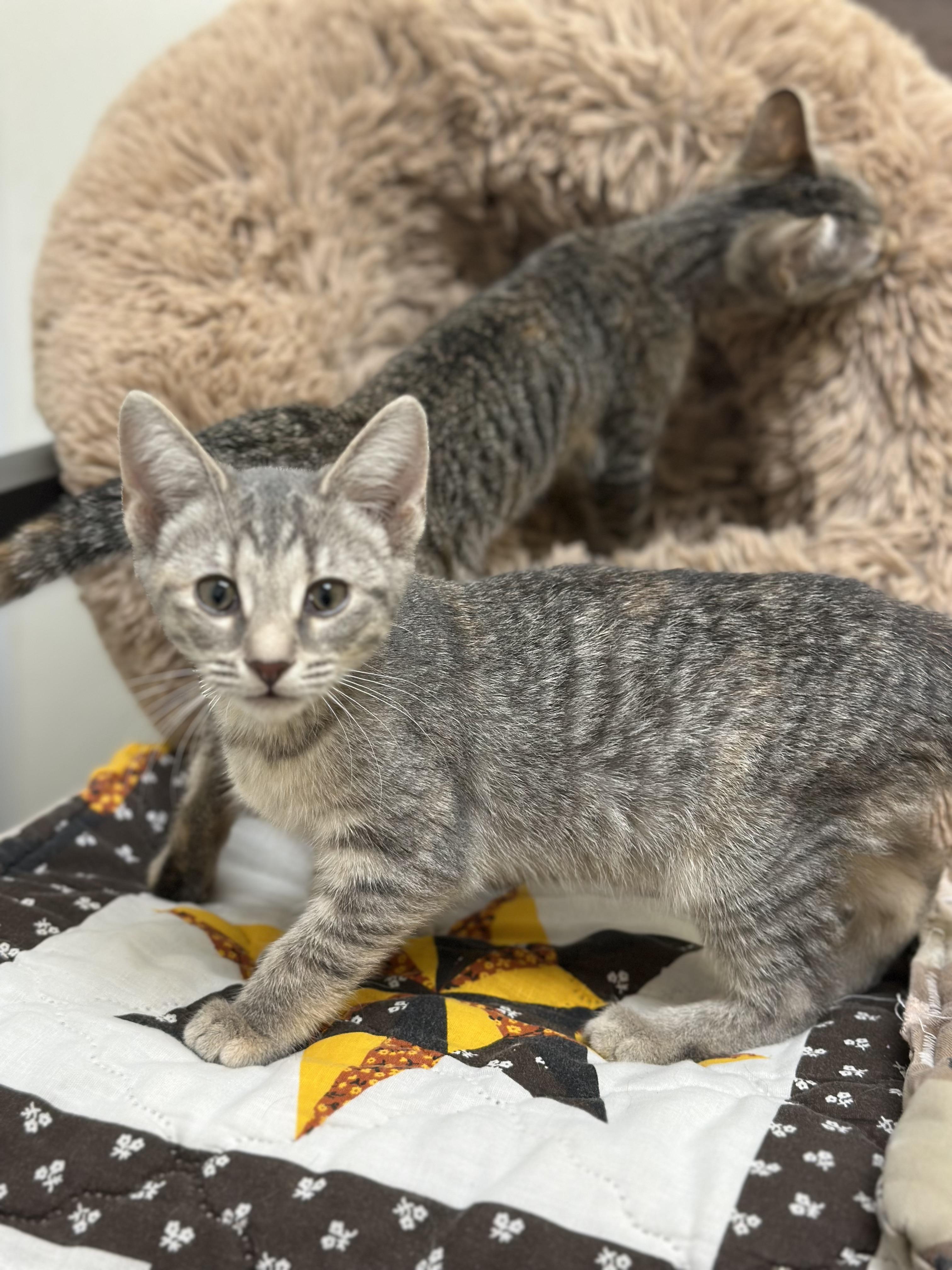 Megan Thee Feline, Adoptable, Kitten Female Domestic Short Hair.