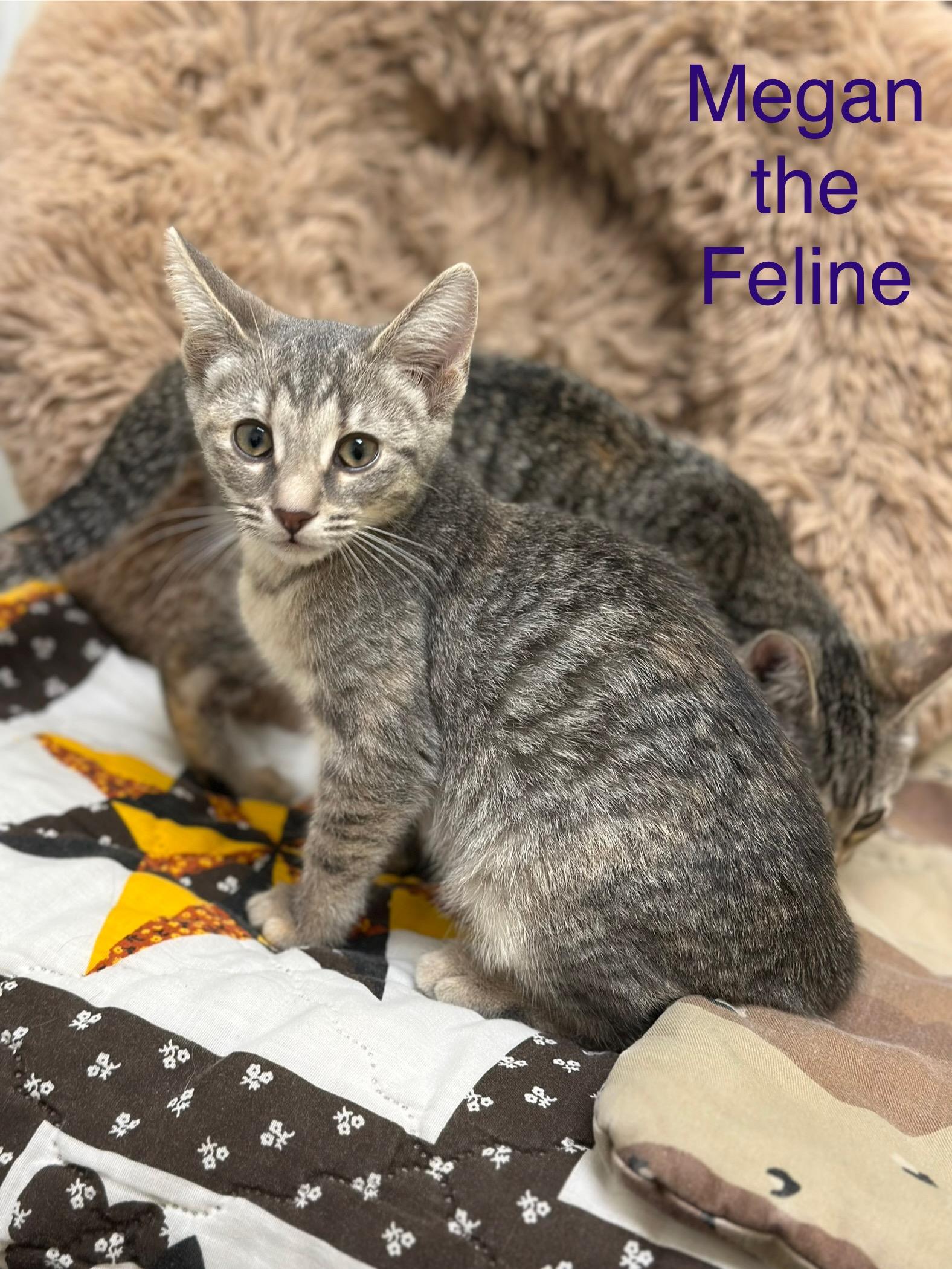 Megan Thee Feline, a Adoptable Domestic Short Hair in Port Lavaca, TX image 2/5