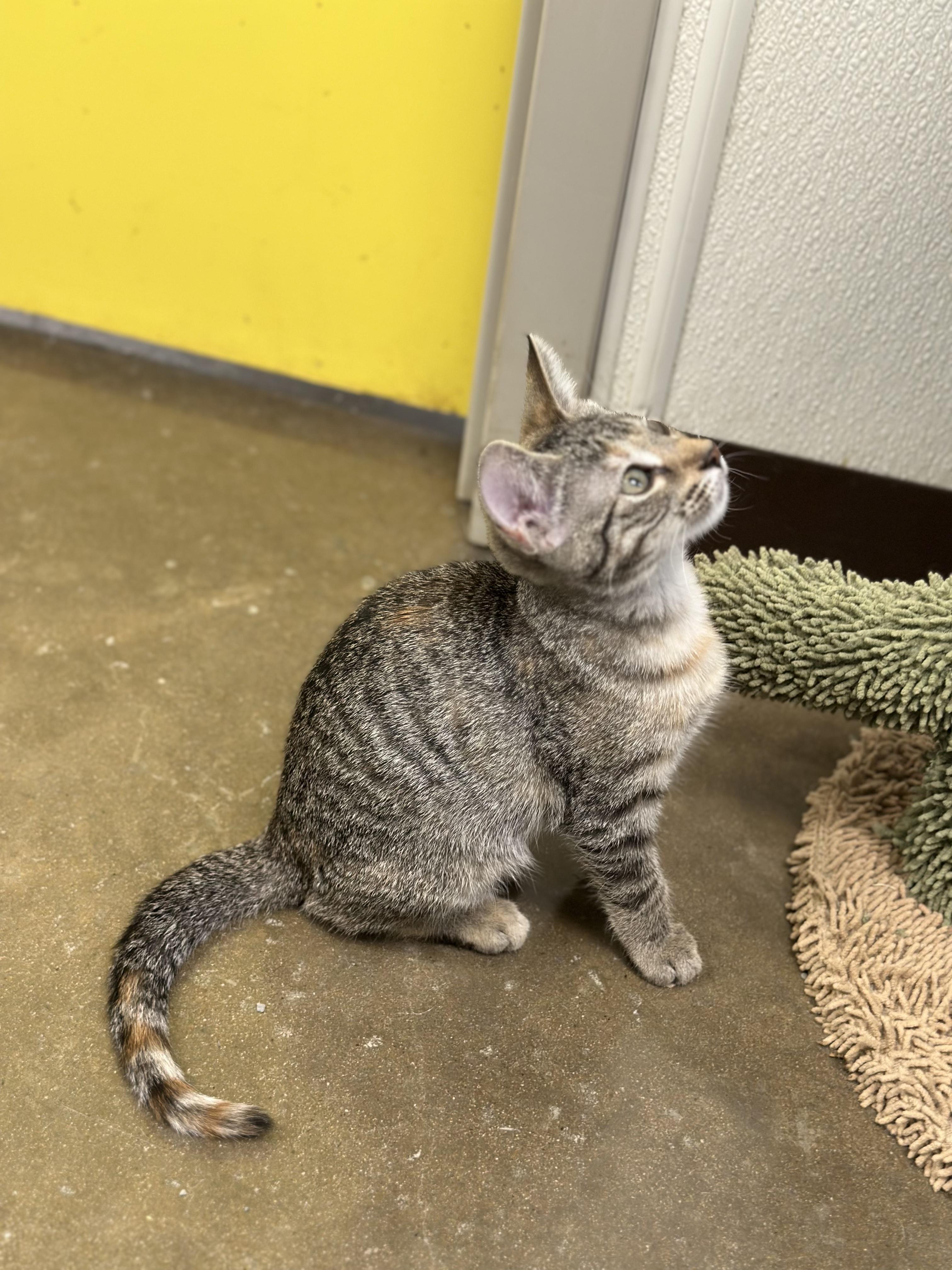 Megan Thee Feline, a Adoptable Domestic Short Hair in Port Lavaca, TX image 3/5