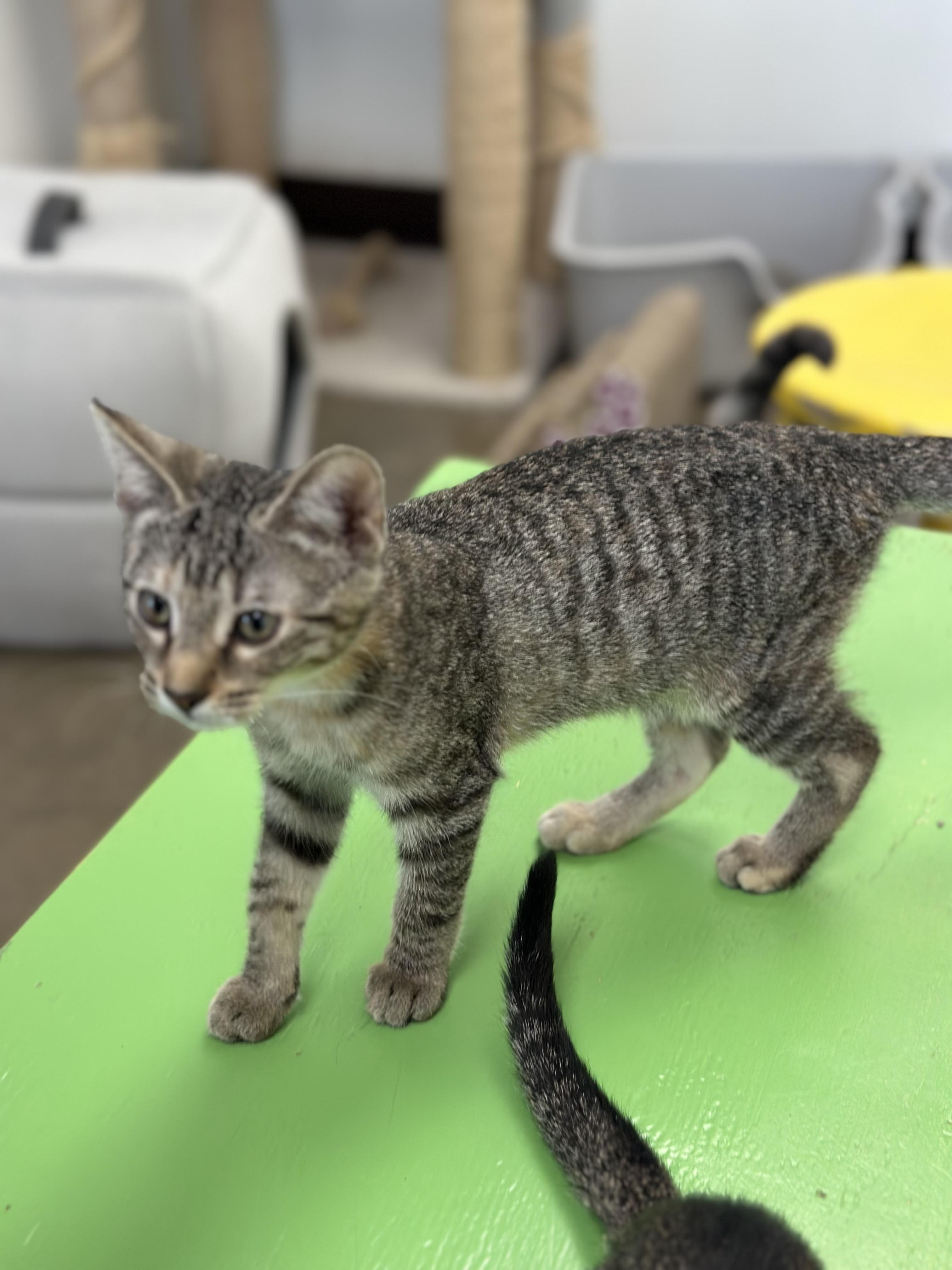 Megan Thee Feline, a Adoptable Domestic Short Hair in Port Lavaca, TX image 4/5