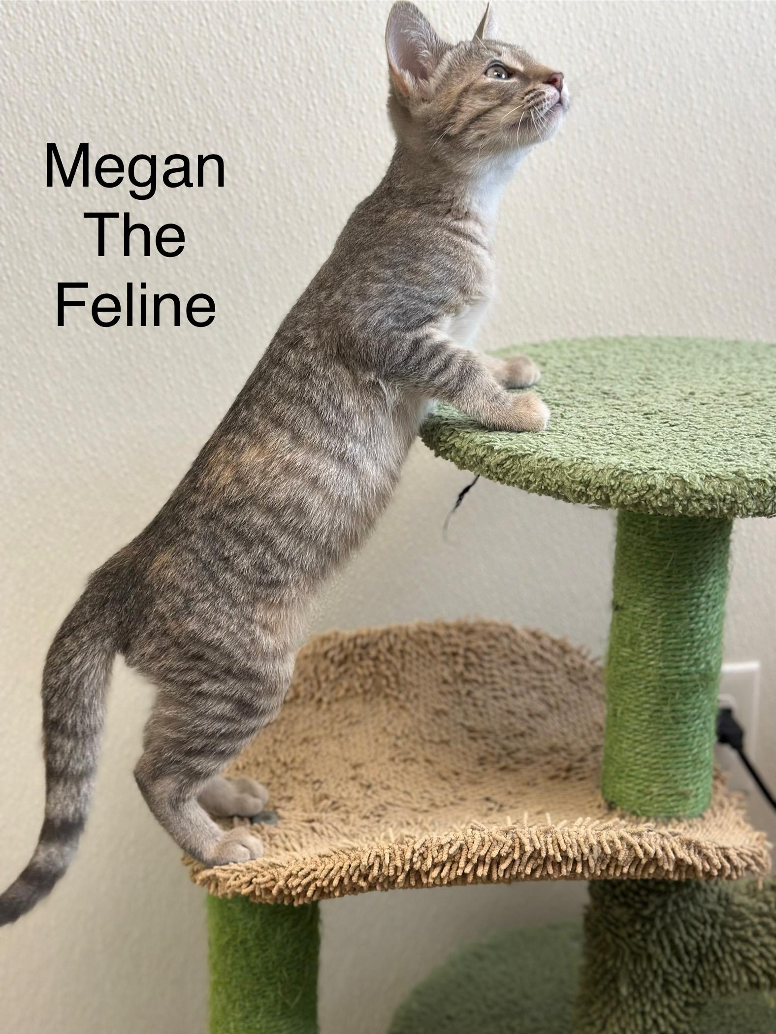 Megan Thee Feline, a Adoptable Domestic Short Hair in Port Lavaca, TX image 5/5
