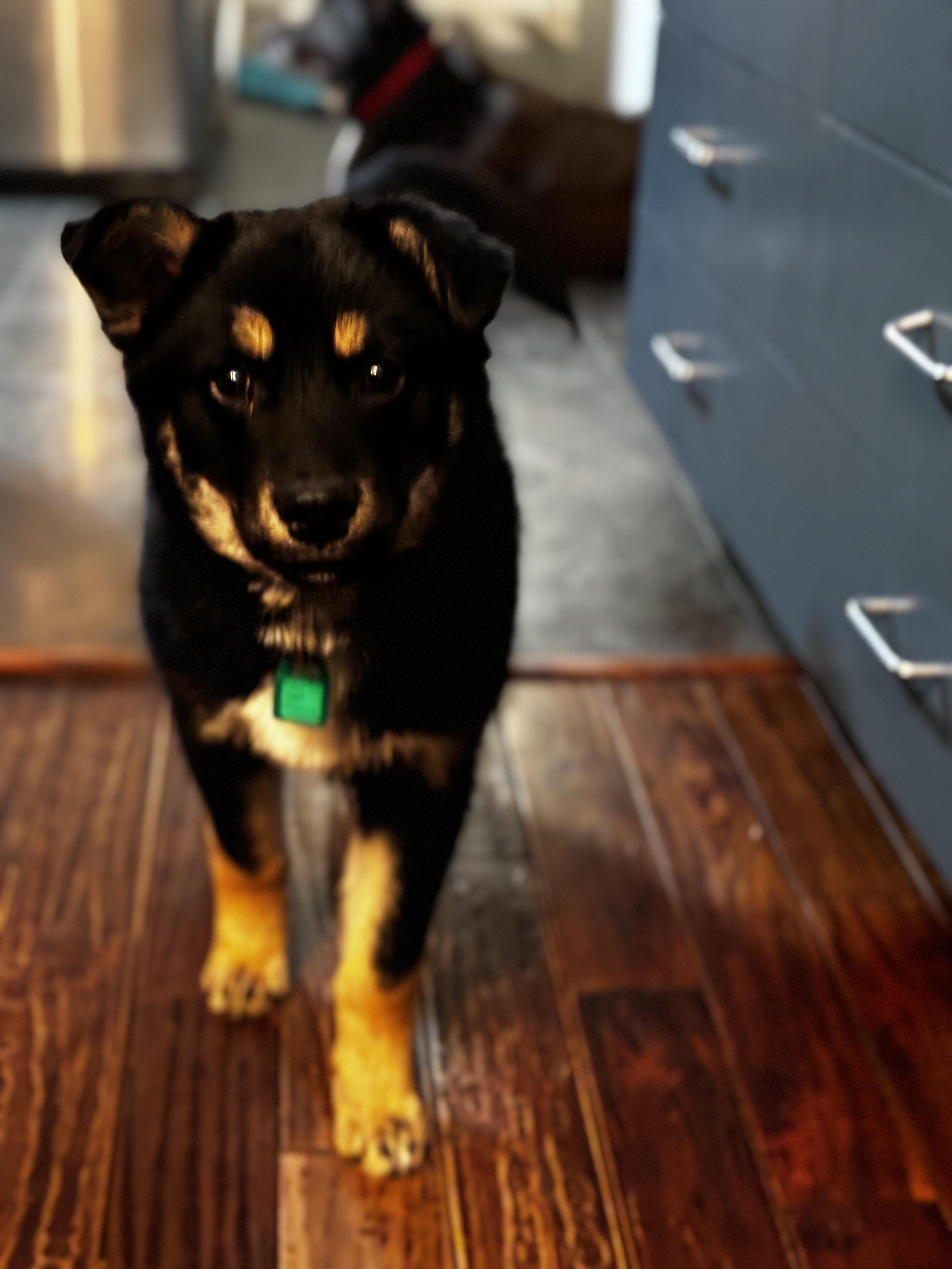 Enlarge Comet, a ADOPTABLE Mixed Breed in Saskatoon, SK image 1/4