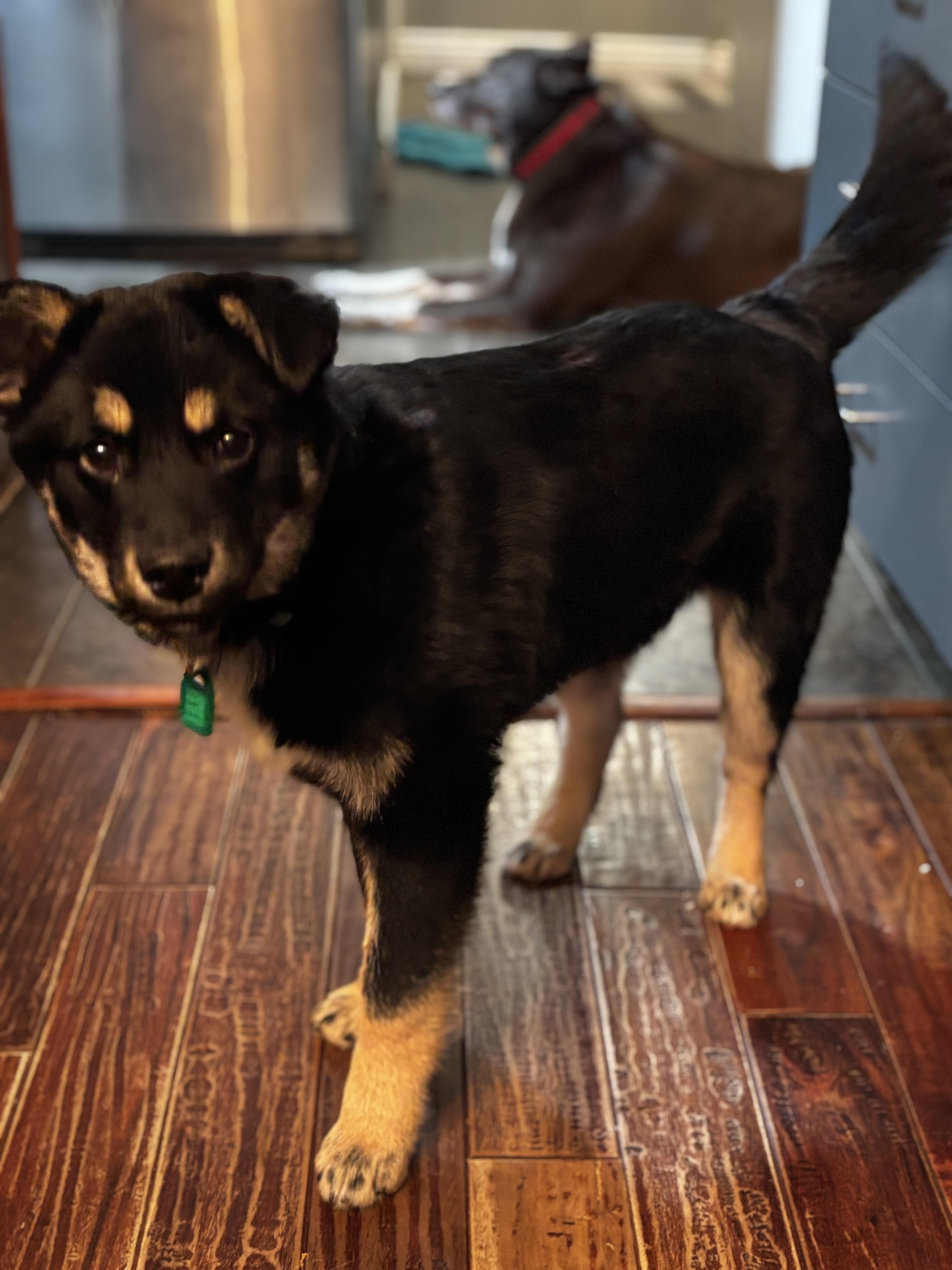 Comet, ADOPTABLE, Young Male Mixed Breed.