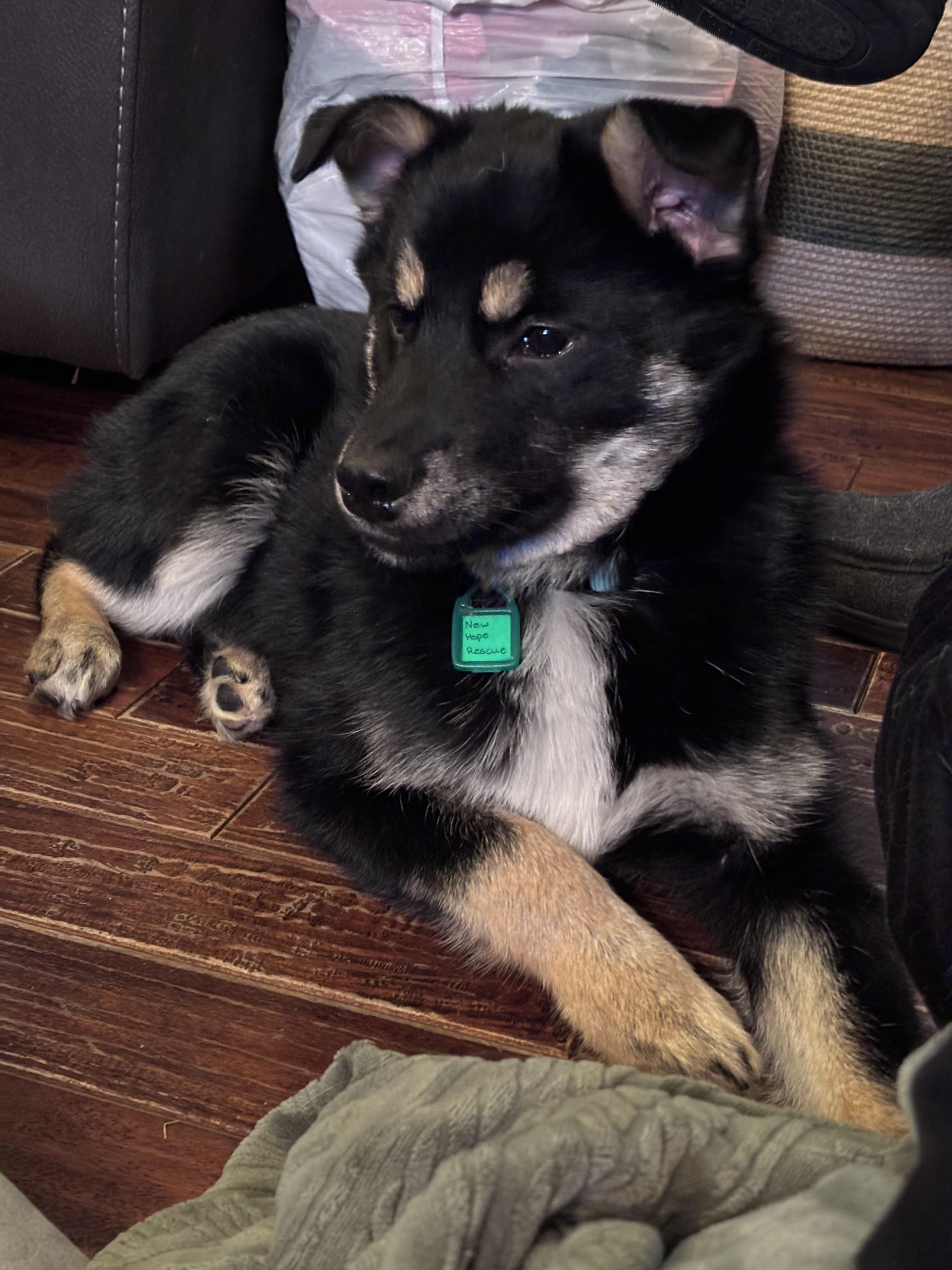 Comet pending adoption, a ADOPTABLE Mixed Breed in Saskatoon, SK image 4/6