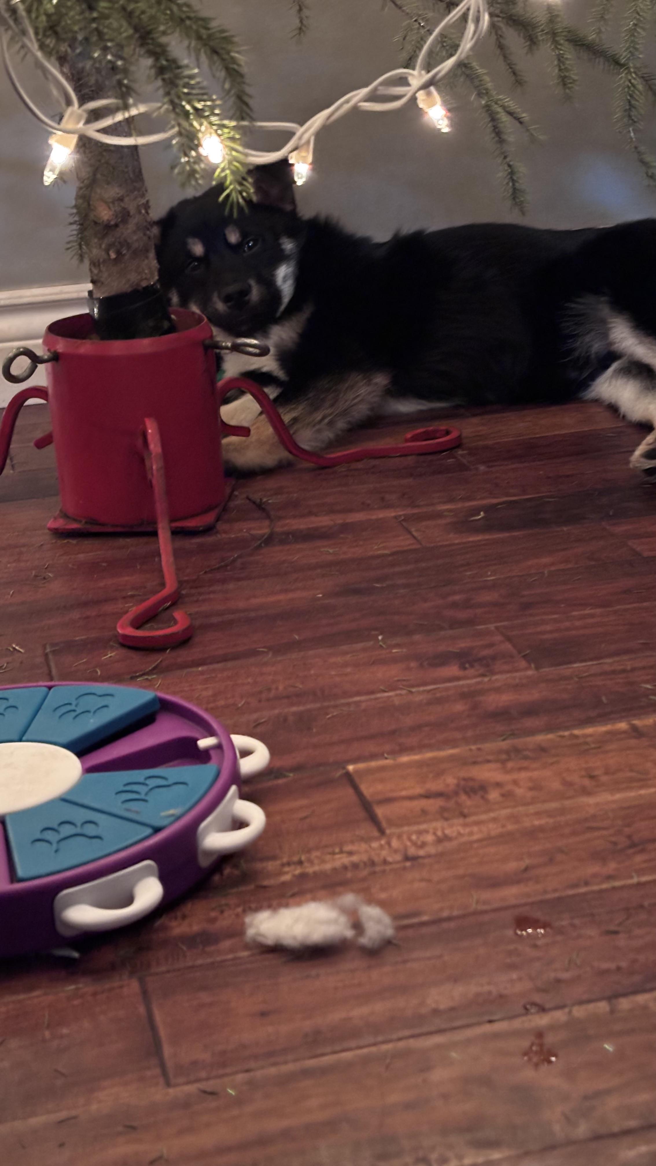 Comet pending adoption, a ADOPTABLE Mixed Breed in Saskatoon, SK image 5/6