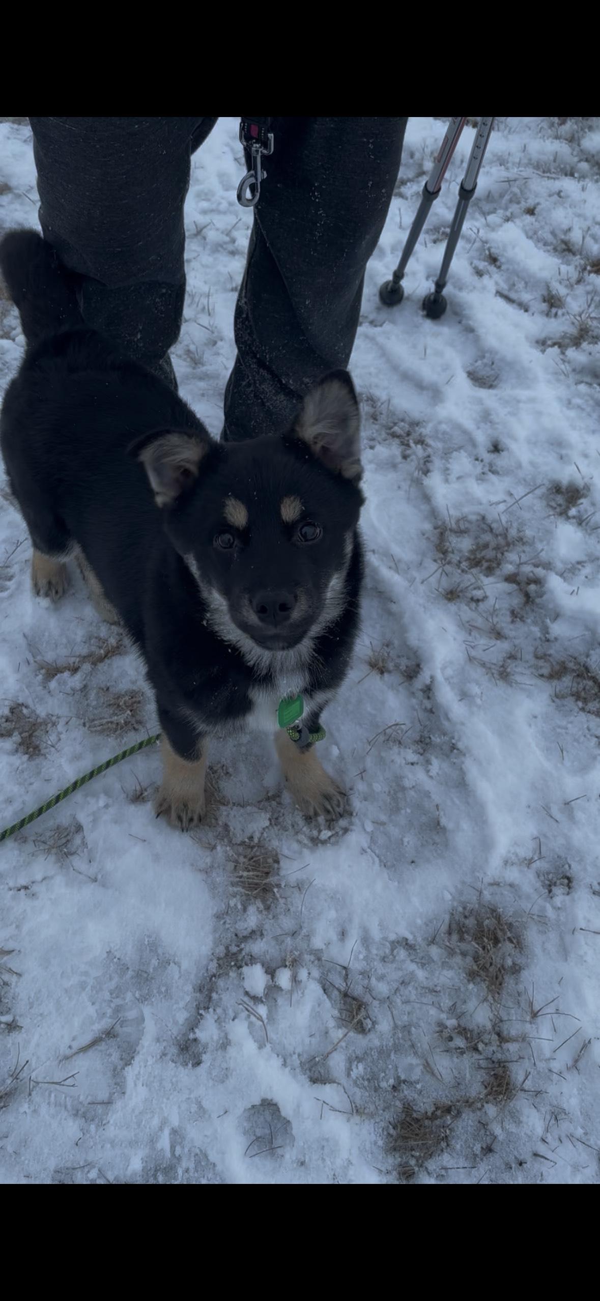 Enlarge Comet, a ADOPTABLE Mixed Breed in Saskatoon, SK image 3/4
