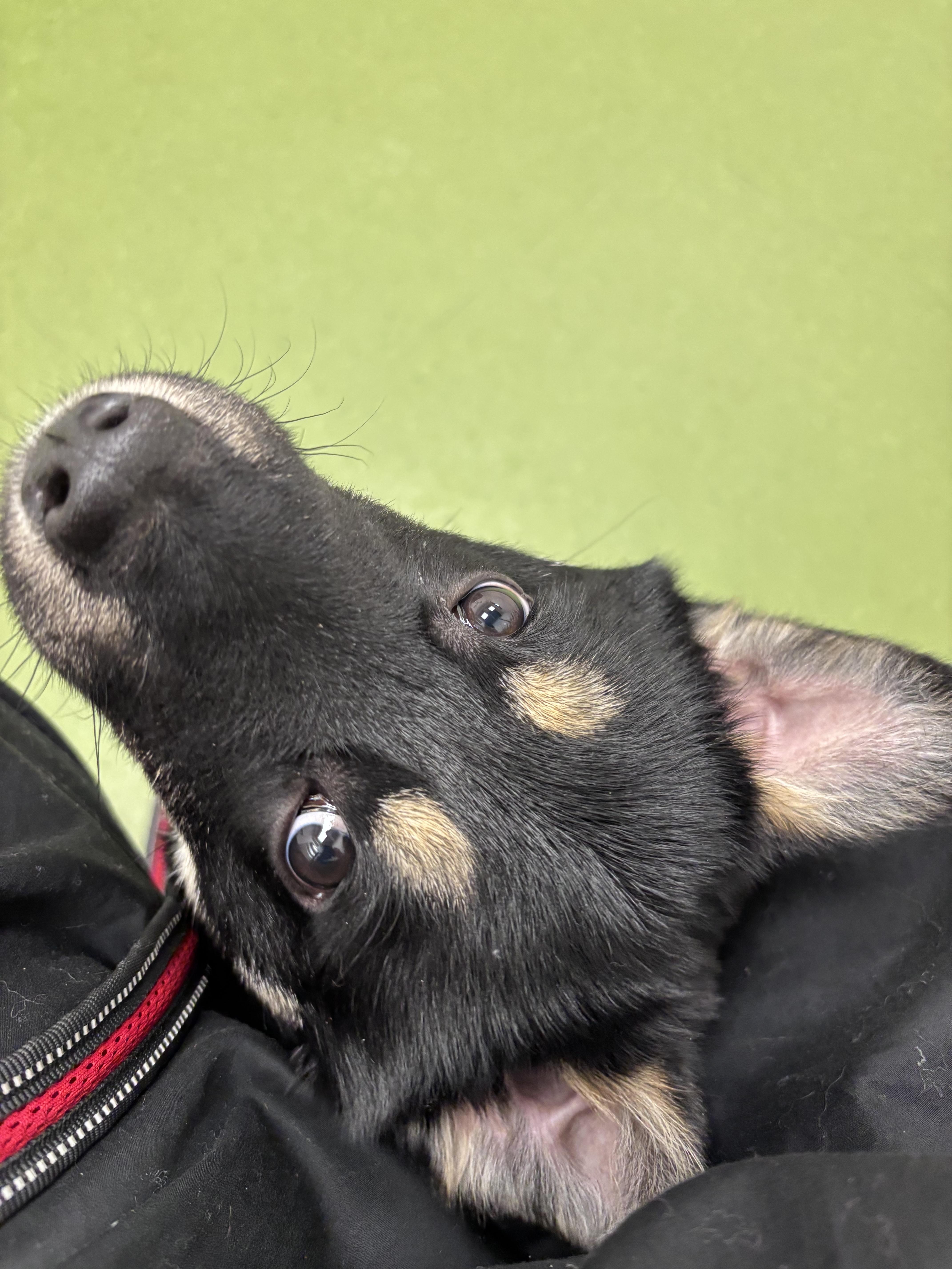 Comet pending adoption, a ADOPTABLE Mixed Breed in Saskatoon, SK image 3/6