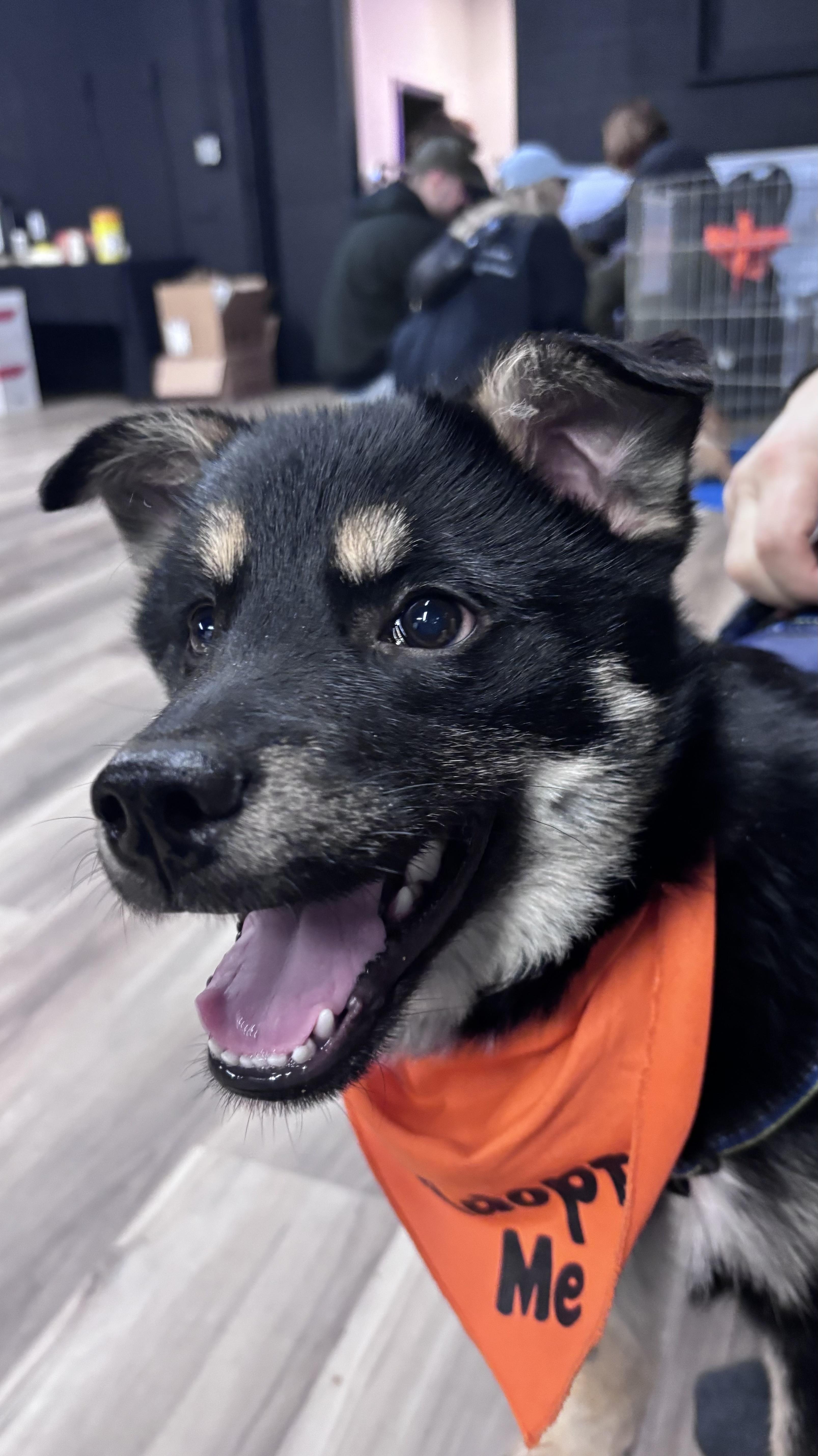 Comet pending adoption, a ADOPTABLE Mixed Breed in Saskatoon, SK image 6/6