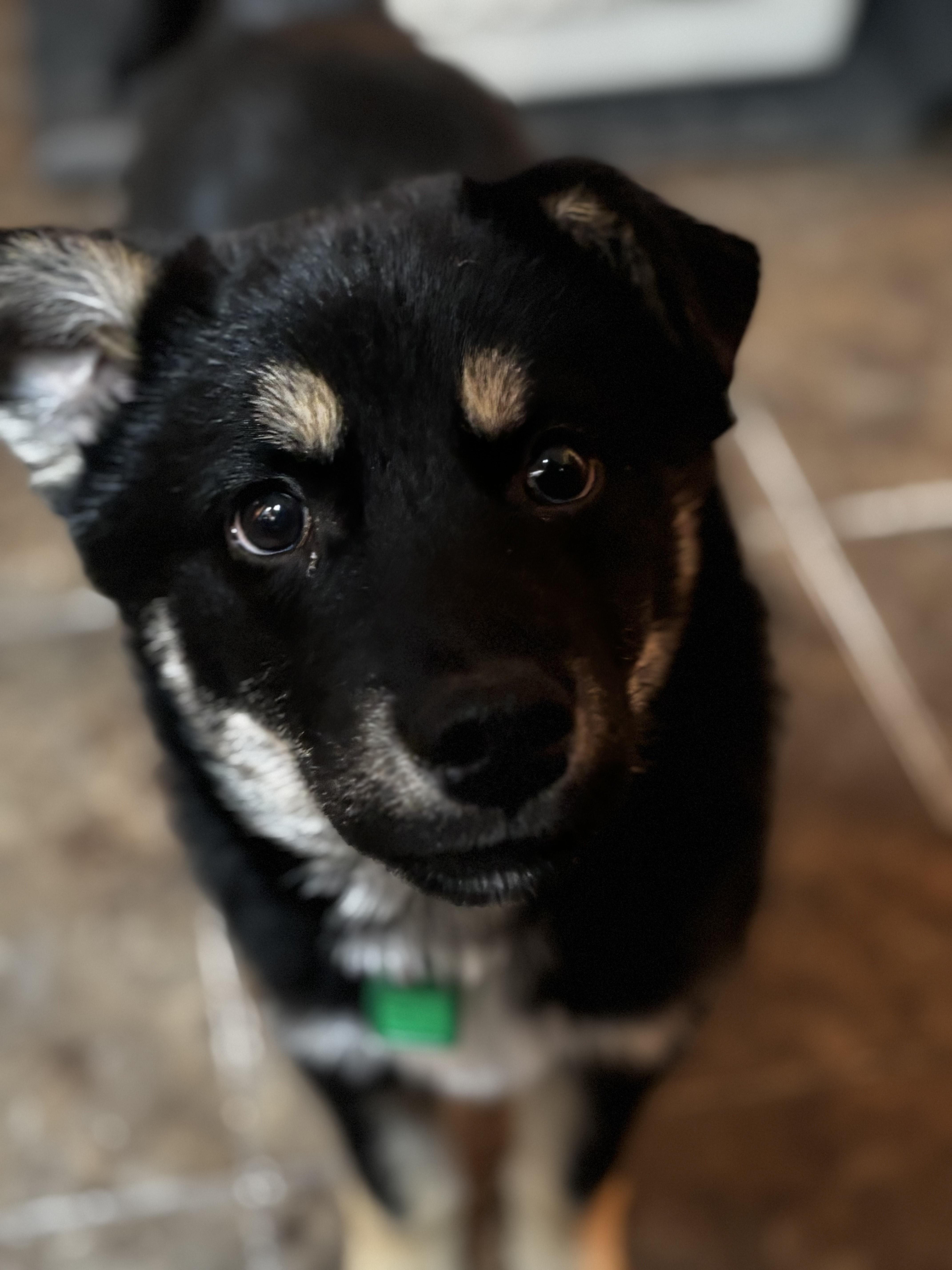 Enlarge Comet, a ADOPTABLE Mixed Breed in Saskatoon, SK image 4/4