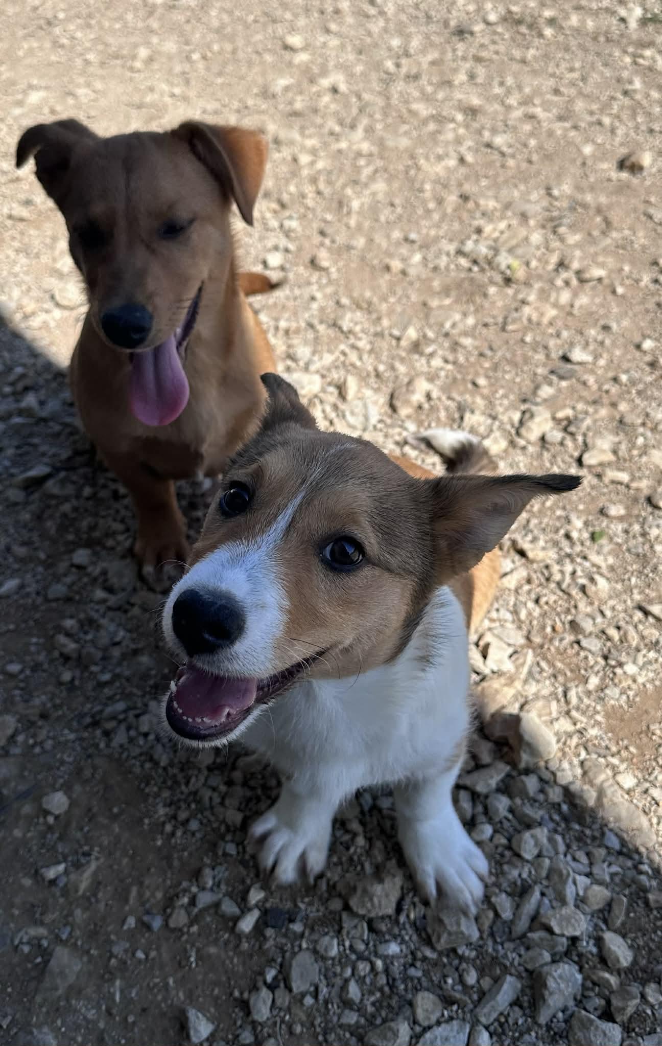 Shilleagh, an adopted mixed breed in Graham, TX image 5/5