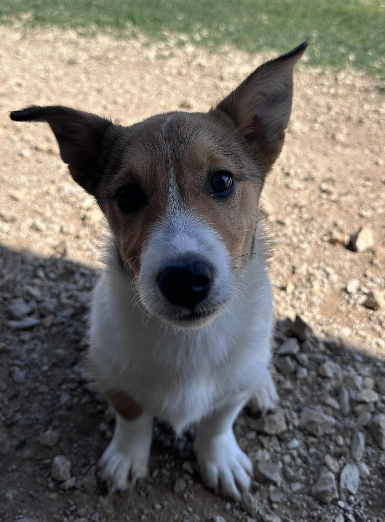 Shilleagh, an adopted mixed breed in Graham, TX image 2/5