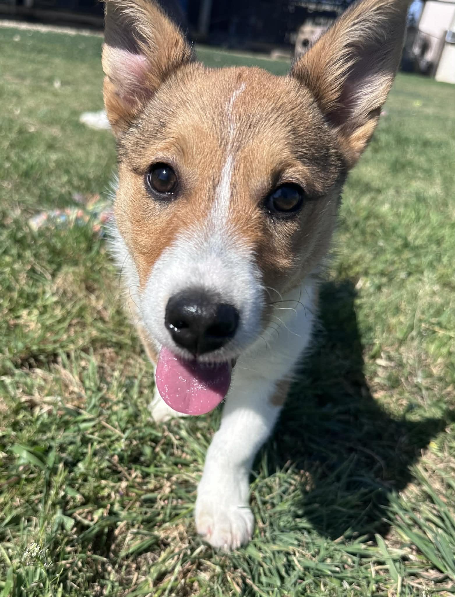 Shilleagh, an adopted mixed breed in Graham, TX image 4/5