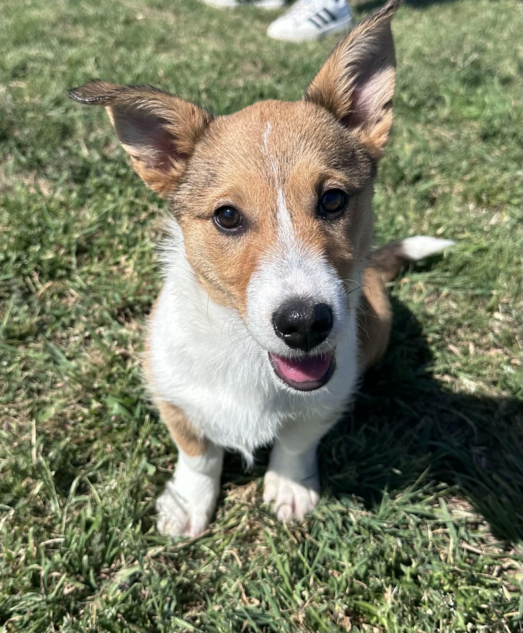 Shilleagh, an adopted mixed breed in Graham, TX image 1/5
