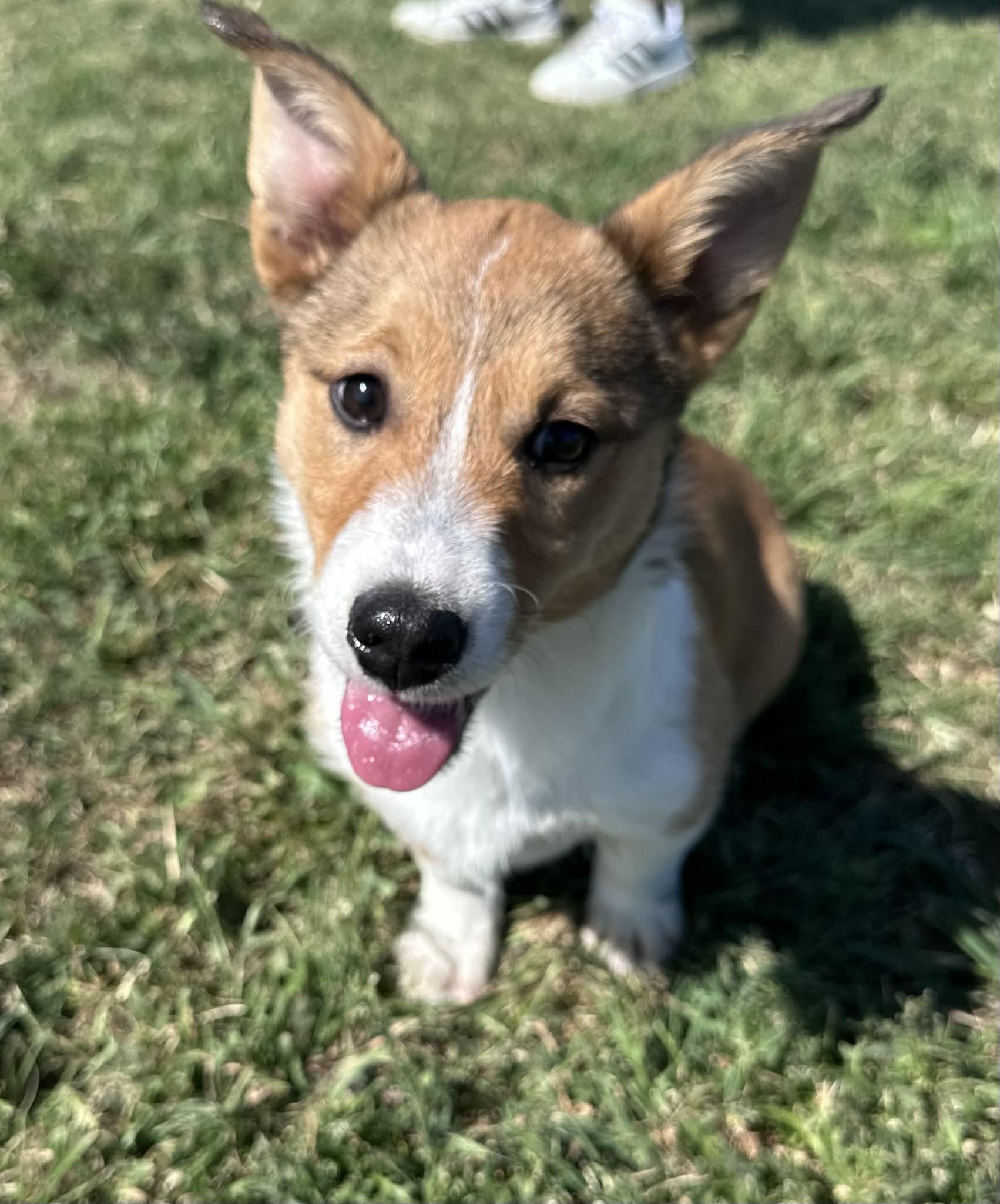 Shilleagh, an adopted mixed breed in Graham, TX image 3/5