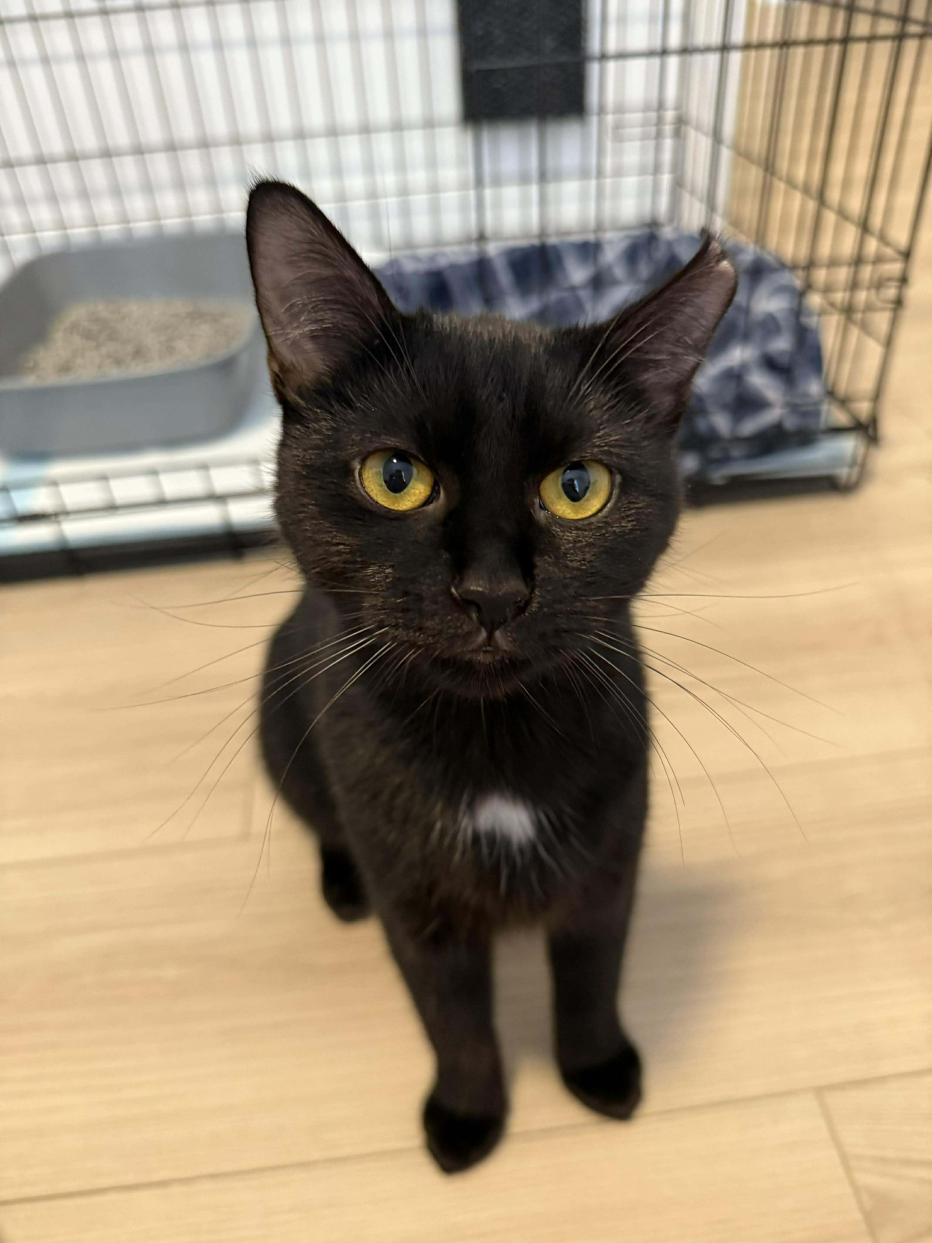 Leila, a Adoptable Domestic Short Hair in Terrebonne, QC image 3/6