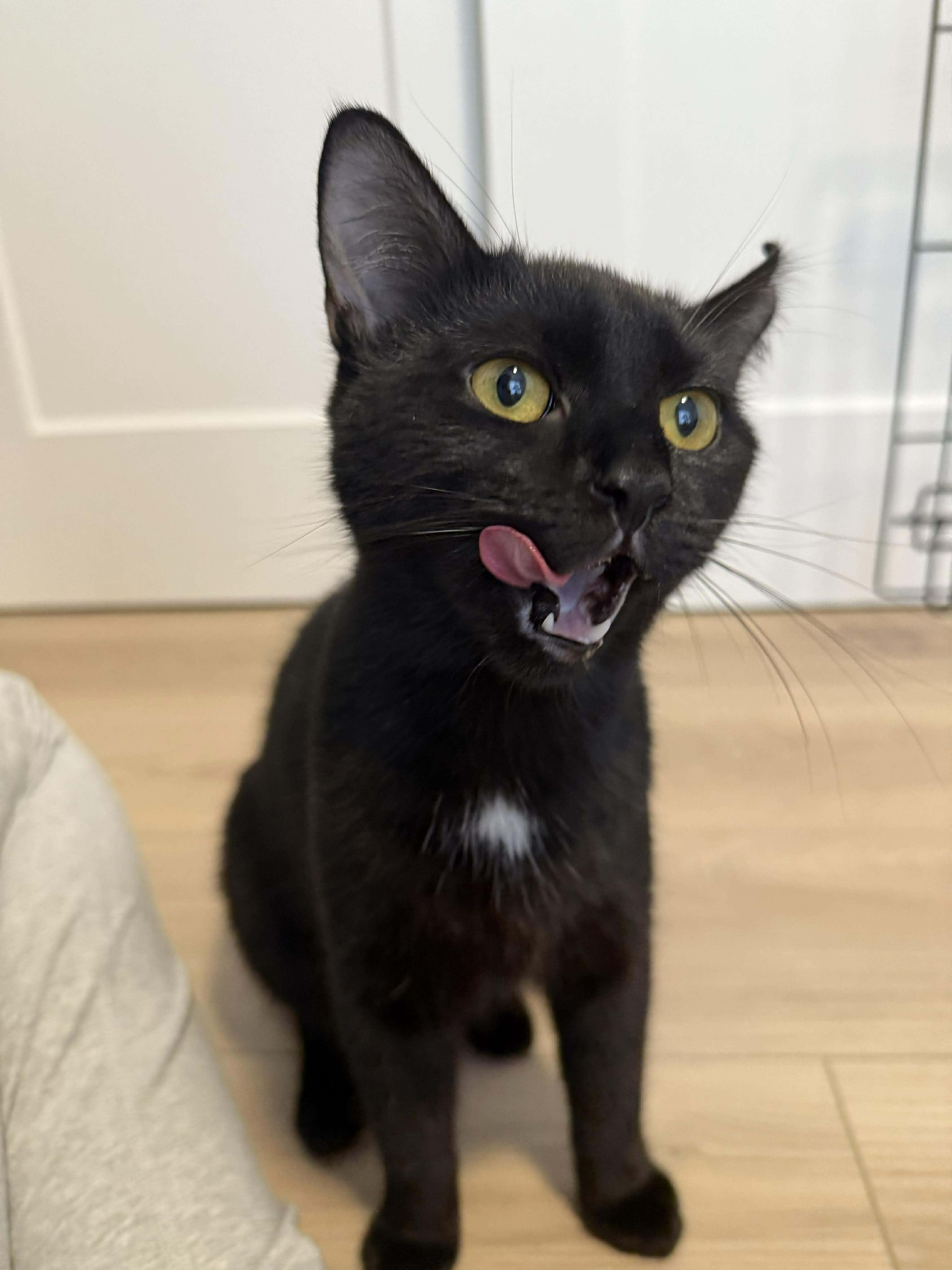 Leila, a Adoptable Domestic Short Hair in Terrebonne, QC image 1/6